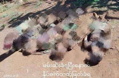 တပ်ဖွဲ့ဝင် ၅ ဦးကို ပအိုဝ်း ပြည်သူ့စစ်အဖွဲ့က သတ်ဖြတ်သည်ဟု PNLA ပြော   သတင်းနှင့် မီဒီယာ ကွန်ရက်။ ၂၀၂၅ ခုနှစ်၊ ဇန္နဝါရီလ ၁၆ ရက်။   ပအိုဝ်းအမျိုးသား လွတ်မြောက်ရေး တပ်မတော် (PNLA) မှ တပ်ဖွဲ့ဝင် ၅ ဦး နှိပ်စက်သတ်ဖြတ် ခံရသည်ဟု အဖွဲ့တာဝန်ရှိသူများက ပြောသည်။   ရှမ်းပြည်တောင်ပိုင်း၊ ဆီဆိုင်မြို့နယ်၊ ထီစုံကျေးရွာအနီး ဖြစ်ပွားခဲ့သည့် တိုက်ပွဲအတွင်း PNLA တပ်ဖွဲ့ဝင် ၅ ဦး ဖမ်းဆီးခံရပြီးနောက် ဇန္နဝါရီ ၁၃ ရက်နေ့၊ နံနက်ပိုင်းတွင် ပအိုဝ်းပြည်သူ့စစ် (PNA)က နှိပ်စက် သတ်ဖြတ်ခဲ့ခြင်း ဖြစ်သည်ဟု ဆိုသည်။   PNLA စစ်ဖက်ဆိုင်ရာ ပြောရေးဆိုခွင့်ရှိသူ ခွန်ရိန်းယံက “ဒီလိုမျိုး ဖမ်းဆီးရမိတဲ့ စစ်သုံ့ပန်းကို သတ်ဖြတ်တယ်၊ နှိပ်စက်တယ် ဆိုတာက စစ်ရဲ့ စည်းမျဉ်းစည်းကမ်း ဥပဒေနဲ့လည်း မကိုက်ညီဘူးပေါ့။ လုပ်လို့မရဘူး။ နိုင်ငံ တကာ စစ်သုံ့ပန်း ဥပဒေနဲ့လည်း မကိုက်ညီဘူး လုပ်လို့မရဘူး။ ဒါကတော့ စစ်ရာဇဝတ်မှု ကျူးလွန်တာပဲ ဖြစ်ပါတယ်” ဟု ပြော သည်။   PNLA နှင့် စစ်ကောင်စီ၊ PNA ပူးပေါင်းတပ်တို့ အကြား ဇန္နဝါရီလ ၁၂ ရက်နေ့၌ တစ်နေကုန်နီးပါး တိုက်ပွဲ ဖြစ် ပွားခဲ့ရာ PNLA တပ်ဖွဲ့ဝင် တစ်ဦးကျဆုံးခဲ့ပြီးနောက် ၅ ဦးမှာ ဖမ်းဆီးခံခဲ့ရသည်ဟု မြေပြင်အရင်းအမြစ်များ က ဆိုသည်။   အဆိုပါ တပ်ဖွဲ့ဝင် ၅ ဦးအား PNA က ဇန္နဝါရီလ ၁၂ ရက်နေ့၊ ညပိုင်းတွင် ညှဉ်းပန်းနှိပ်စက်ခံထားသည့် ဓါတ်ပုံ များအား ထုတ်ပြန်ခဲ့ပြီးနောက် နောက်နေ့ နံနက် ၁၀ နာရီ အချိန်ခန့်တွင် သတ်ဖြတ်ထားသည့် ဓါတ်ပုံများအား ထပ်မံထုတ်ပြန်ခဲ့ခြင်း ဖြစ်သည်။   ခွန်ရိန်းယံက “PNO မှာ ဦးဆောင်နေတဲ့ လူတွေအနေနဲ့ ကိုယ့်လုပ်ရပ် ကိုယ် ပြန်ပြီးတော့ စဉ်းစား သုံးသပ် ကြည့်ကြပါ။ စစ်ကောင်စီရဲ့ အကျိုးအတွက်၊ စစ်အာဏာရှင်အတွက် ကိုယ့်လူမျိုး အချင်းချင်းကို ဒီလိုမျိုး ဖမ်းဆီးနှိပ်စက် သတ်ဖြတ်နေတာက လုပ်ရက်ကြသလား။ ကိုယ့်လူမျိုးအချင်းချင်း နှိပ်စက်ရတာ ပျော်နေ ကြသလားပေါ့” ဟု ဆက်ပြောသည်။   ဆီဆိုင်တိုက်ပွဲ စတင်သည့် ၂၀၂၄ ခုနှစ်၊ ဇန္နဝါရီလ ၂၄ ရက်နေ့ စ၍ ယနေ့အချိန်ထိ PNLA မှ စစ်ကောင်စီနှင့် PNO တပ်ဖွဲ့ဝင်များအား ဖမ်းဆီးရမိသည့် ဖြစ်စဉ်များ ရှိခဲ့သော်လည်း တစ်ကြိမ်တစ်ခါမျှ နှိပ်စက်ခြင်း၊ သတ် ဖြတ်ခြင်း မရှိဘဲ လူ့အခွင့်ရေးနှင့်အညီ ထိန်းသိမ်းထားသည်ဟု PNLA ဗဟို တာဝန်ရှိသူများ၏ ပြောပြချက်အရ သိရသည်။   ထီစုံကျေးရွာအနီး ဖြစ်ပွားခဲ့သည့် ဇန္နဝါရီလ ၁၂ ရက်နေ့ တိုက်ပွဲအတွင်း စစ်ကောင်စီ၊ PNO ပူးပေါင်းတပ်ဖက်မှ စစ်ကြောင်းမှူး တစ်ဦးအပါအဝင် ၂၀ ကျော် သေဆုံးခဲ့သည်ဟုလည်း မြေပြင်အရင်းအမြစ်များက ပြောသည်။   ၂၀၂၂ ခုနှစ်၊ စက်တင်ဘာလ ၁၄ ရက်နေ့ကလည်း ပင်လောင်းမြို့နယ်၊ ပင်မွန်းကျေးရွာအုပ်စု၊ ဝါးပြုံးရွာသို့ နေရပ် အလည်ပြန်လာသည့် PNLA တပ်ဖွဲ့ဝင် ၅ ဦးအား PNA က ဖမ်းဆီးသတ်ဖြတ်ခဲ့ဖူးသည်။