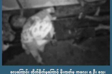 လေကြောင်း တိုက်ခိုက်မှုကြောင့် မိုးကုတ်မှ ကလေး ၅ ဦး သေ၊ ၅ ဦး ဒဏ်ရာရ   သတင်းနှင့် မီဒီယာ ကွန်ရက်။ ၂၀၂၅ ခုနှစ်၊ ဇူလိုင်လ ၁၀ ရက်။  မန္တလေးတိုင်း၊ ပြင်ဦးလွင်ခရိုင်၊ မိုးကုတ်မြို့တွင် စစ်ကောင်စီတပ်၏ လေကြောင်း တိုက်ခိုက်မှုကြောင့် ကလေး ၅ ဦး သေဆုံးပြီး ၅ ဦး ပြင်းထန်ဒဏ်ရာများ ရရှိသည်ဟု ဒေသတွင်း နီးစပ်သူများက ပြောသည်။   ယမန်နေ့ ဝါဆိုလပြည့်နေ့ (ဇူလိုင်လ ၉ ရက်နေ့) ည ၈ နာရီဝန်းကျင် အချိန်ခန့်တွင် မိုးကုတ်မြို့အဝင်၊ မြို့အရှေ့ ပိုင်းရှိ ပန်းမထိပ်ရပ်ကွက်အား စစ်ကောင်စီက ဂျက်ဖိုက်တာဖြင့် ဗုံးကြဲ တိုက်ခိုက်ခဲ့ခြင်း ဖြစ်သည်။   ရပ်ကွက်နေ ပြည်သူတစ်ဦးက “သေတဲ့ ၂ ယောက်လုံးက ညီအစ်ကိုတွေ၊ သူတို့အိမ် ဗုံးကျပြီးမှ တခြားအိမ်တွေ ထိတာ ဆိုတော့ သူတို့ ၂ ယောက်က ပွဲချင်းပြီးတယ်။ ကျန်တဲ့ကလေးတွေလည်း ဒဏ်ရာပြင်းတော့ သွေးအလှူရှင် အရေးပေါ် လိုနေတယ်” ဟု ပြောသည်။   သေဆုံးသူ ၂ ဦးမှာ အသက် ၁၀ နှစ် အရွယ်နှင့် အသက် ၁၂ အရွယ်တို့ ဖြစ်ကြပြီး ယနေ့ (ဇူလိုင်လ ၁၀ ရက်နေ့)၊ နံနက်ပိုင်း၌ ကလေး ၃ ဦး ထပ်မံသေဆုံးခဲ့သည်။   ထို့အပြင် ပြည်သူ ၅ ဦးအထိ ပြင်းထန်ဒဏ်ရာ ရရှိထားသည်ဟု ရပ်ကွက်နေပြည်သူများက ပြောသည်။   အဆိုပါ လေကြောင်း ဗုံးကြဲတိုက်ခိုက်မှုကြောင့် ရပ်ကွက်အတွင်း လူနေအိမ် ၆ လုံး မီးလောင်ပြာကျ ပျက်စီးခဲ့ပြီး နွား ၇ ကောင်လည်း သေဆုံးသည်ဟု ဆိုသည်။   ပန်းမထိပ်ရပ်ကွက်တွင် နေထိုင်သည့် အမျိုးသား တစ်ဦးက “၃ ယောက်က ဒီမနက်မှ ဆုံးတာ။ ဒဏ်ရာ ပြင်း တော့ ဘယ်လိုမှ ကယ်လို့ မရတော့ဘူး။ ခဏခဏ ကြဲနေတာ တာဝန်ရှိသူတွေကလည်း လေကြောင်း ကာကွယ် မှု ဘာညာ ပညာပေးတာ လုံးဝမရှိဘူး။ ပြည်သူတွေတော့ ပုံမှန်တိုင်း သွားလာနေကြတယ်။ မိုးကုတ်က ခဏ ခဏကြဲတော့ ရိုးသွားပြီ။ ပိုက်ဆံရှိတဲ့လူလောက်ပဲ ရှောင်ကြတာ” ဟု ပြောသည်။   အလားတူ ဇူလိုင်လ ၈ ရက်နေ့ (အဖိတ်နေ့) တွင်လည်း မိုးကုတ်မြို့ အနောက်ပိုင်းရှိ “ကြိုးစားသူများ” အမည်ရှိ ကိုယ်ပိုင် အထက်တန်းကျောင်း တစ်ခုအား စစ်ကောင်စီက လေကြောင်းမှ တိုက်ခိုက်ခဲ့ရာ မပြူး၊ အရီးနှင့် ကိုတိုး ဆိုသည့် ဒေသခံ ၃ ဦးလည်း သေဆုံးခဲ့သေးသည်။   ထို့အပြင် ဇွန်လ ၂၅ ရက်နေ့၌လည်း မိုးကုတ်မြို့ အရှေ့ပိုင်းရှိ အုန်းကိုင်းကျေးရွာအား စစ်ကောင်စီက လေကြောင်းမှ တိုက်ခိုက်ခဲ့ရာ ဒေသခံ ၄ ဦးအထိ ပြင်းထန်ဒဏ်ရာ ရရှိခဲ့ပြီး လူနေအိမ်အများစု ပျက်စီးခဲ့သည်ဟု ဒေသခံများက ပြောသည်။