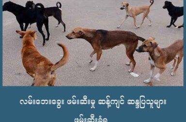 လမ်းဘေးခွေး ဖမ်းဆီးမှု ဆန့်ကျင် ဆန္ဒပြသူများ ဖမ်းဆီးခံရ   သတင်းနှင့်မီဒီယာ ကွန်ရက်။ ၂၀၂၅ ခုနှစ်၊ ဩဂုတ်လ ၁၃ ရက်။   အိန္ဒိယနိုင်ငံက ဆန္ဒပြပွဲ တစ်ခုတွင် ဆန္ဒပြသူများကို ဒါဇင်နှင့် ချီပြီး ထိန်းသိမ်းလိုက်သည်။   ဆန္ဒပြပွဲတွင် လူများကို ထိန်းသိမ်းသည်မှာ မထူးဆန်းသော်လည်း ယခု ဆန္ဒပြပွဲ ပြုလုပ်သည့် အကြောင်းရင်းက ထူးခြားသည်။   အိန္ဒိယနိုင်ငံ တရားရုံးချုပ်က မြို့တော် နယူးဒေလီ အာဏာပိုင်များကို တနင်္လာနေ့က အမိန့်တစ်ခု ချမှတ် လိုက် သည်။   မြို့တော် နယူးဒေလီရှိ ဘေးအန္တရာယ် မြင့်မားသည်ဟု တရားရုံးက သတ်မှတ်ထားသည့် နေရာများမှ လမ်းဘေး ခွေး အကောင်ရေ ၅၀၀၀ ကို ဖမ်းဆီးပြီး သားကြောဖြတ်ကာ အမိုးအကာအောက် ရွှေ့ပြောင်းရန် အမိန့် ဖြစ်သည်။   နယူးဒေလီတွင် နေ့စဉ် ခွေးကိုက်မှု အကြိမ်ရေ ၂၀၀၀ နီးပါး ဖြစ်ပွားနေသည် ဆိုသော ဆေးရုံမှတ်တမ်းများ ထွက်ပေါ်လာပြီးနောက်တွင် တရားရုံး အမိန့်ထွက်ပေါ်လာခဲ့ခြင်း ဖြစ်သည်။   ဆန္ဒပြသူများက တရားရုံး အမိန့်ကို ဆန့်ကျင် ဆန္ဒပြခဲ့ကြသည်။ ဆန္ဒပြတဲ့သူများက ခွေးများကို ဝိုင်းပတ်ဖမ်း ခြင်း၊ သင်းကွပ်ခြင်း၊ လူမဆန်သော နေရာများတွင် ထိန်းသိမ်းခြင်း စသော လုပ်ငန်းများထက် အစိုးရတွင် လုပ်ဆောင်ရန် အရေးကြီးသော လုပ်ငန်းများရှိသည်ဟု ဆိုကြသည်။   အစိုးရအနေနှင့် တိရစ္ဆာန် မွေးဖွားမှု ထိန်းချုပ်ရေး စည်းမျဉ်းများကို အတိအကျလိုက်နာရန် အကြံပြုကြသည်။ ဆိုလိုသည်မှာ လမ်းဘေးခွေးများကို ဖမ်းသည့်အခါ ပြန်မလွှတ်မီတင် သားကြောဖြတ်ပြီး ကာကွယ်ဆေးများ ထိုးပေးသင့်ကြောင်း အကြံပြုခြင်း ဖြစ်သည်။