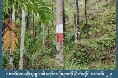 သတင်းပေးဆိုသူများ၏ ရော်ဘာခြံများကို မြိတ်ခရိုင် တပ်ရင်း ၂ မှ ချိပ်ပိတ်   သတင်းနှင့် မီဒီယာ ကွန်ရက်။ ၂၀၂၅ ခုနှစ်၊ ဩဂုတ်လ ၃၀ ရက်။   မြိတ်ခရိုင် တပ်ရပ်း ၂ က စစ်ကော်မရှင် သတင်းပေးများ၏ ရော်ဘာဥယျာဥ်များကို ထပ်မံချိပ်ပိတ်လိုက်သည်ဟု ဒေသခံများက ပြောသည်။   မြိတ်ခရိုင်၊ တနင်္သာရီမြို့နယ်၊ ပဝကျေးရွာရှိ စစ်ကော်မရှင်တပ် သတင်းပေးဆိုသူများ၏ နေအိမ်များကို မြိတ် ခရိုင်တပ်ရင်း ၂ မှ ချိပ်ပိတ်ခဲ့ပြီးနောက် ဥယျာဥ်ခြံနှင့် ‌ရော်ဘာခြံများကိုလည်း ‌ဆေးနီသုတ်၊ စာကပ်ပြီး ချိတ်ပိတ် လိုက် သည်ဟု ရွာသားများက ပြောသည်။   ‌အသက် ၄၀ ခန့်အရွယ် ရွာသားတစ်ဦးက “ဦးကြည်ဟုန်ခြံကို သူ့စပြီး ပြေးကတည်းက ပေါင်သွားတာကြောင့် ညီမတွေက ဝိုင်းစုပြီး ပြန်ထုတ်ထားတာ၊ အခုက ချိပ်ပိတ်လိုက်တော့ ထုတ်ထားတဲ့ သူတွေမှာ ကြားက ခံရတာ ပေါ့” ဟု ပြောသည်။   ပဝကျေးရွာရှိ စစ်ကော်မရှင် သတင်းပေးဟု ဆိုသူ ဦးဌေးနိုင်၊ ဦးကြည်ဟုန်နှင့် အခြားသူ တစ်ဦးတို့ ပိုင်ဆိုင်သည့် နေအိမ် ၃ ဆောင်ကို မြိတ်ခရိုင်တပ်ရင်း - ၂ က ဩဂုတ်လ ၁၇ ရက်နေ့တွင် ချိပ်ပိတ်ခဲ့ခြင်း ဖြစ်သည်။   ထို့နောက် ဩဂုတ်လ ၂၀ ရက်နေ့၌  ဦးဌေးနိုင်နှင့် ဦးကြည်ဟုန်တို့ ပိုင်ဆိုင်သည့် ရော်ဘာခြံနှင့် ဥယျာဥ်ခြံ အတွင်းရှိ အပင်များတွင် ဆေးအနီရောင်ဖြင့် ကြက်ခြေခတ်ကာ ချိပ်ပိတ်သိမ်းဆည်းကြောင်း စာပြားများ ကပ်ကာ ထပ်မံ၍ ချိပ်ပိတ်လိုက်သည်။   ချိပ်ပိတ်ခဲ့သည့် မြေအကျယ်အဝန်းမှာ ၈ ဧကကျော်ခန့် ရှိပြီး ကွမ်းခြံအတွင်း၌ အသီးသီးနေသည့် ကွမ်းပင်များ ရှိကာ ရော်ဘာခြံမှာလည်း လက်ရှိ ခြစ်နေသည့် ရော်ဘာခြံဖြစ်ကြောင်း ရွာသားများက ပြောသည်။   မြိတ်ခရိုင်တပ်ရင်း ၂ မှ ချိပ်ပိတ်ကြောင်း ဖော်ပြကပ်ထားသည့် စာတွင် စစ်ကော်မရှင်တပ်နှင့် ပူးပေါင်းလုပ်ဆောင်သူများ၏ အိမ်၊ ခြံ၊ မြေ၊ လယ်ယာ၊ ဥယျာဥ်၊ ယာဥ်ကြီး၊ ယာဥ်ငယ်များ အားလုံးကို ချိပ်ပိတ်လိုက်ခြင်း ဖြစ်သည်။   အဆိုပါ ချိပ်ပိတ်သိမ်းဆည်းထားသည့် အရာများကို အသုံးပြုခြင်း၊ ရောင်းဝယ်ခြင်းနှင့် သုံးစွဲခြင်းပြုပါက အရေးယူခံရမည် ဖြစ်ကြောင်း မြိတ်ခရိုင်တပ်ရင်း ၂ က ဆိုသည်။
