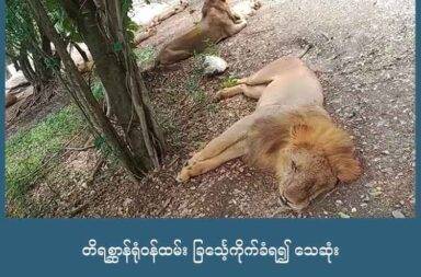 တိရစ္ဆာန်ရုံဝန်ထမ်း ခြင်္သေ့ကိုက်ခံရ၍ သေဆုံး သတင်းနှင့် မီဒီယာ ကွန်ရက်။ ၂၀၂၅ ခုနှစ်၊ စက်တင်ဘာလ ၁၀ ရက်။ ထိုင်းနိုင်ငံ ဘန်ကောက်က အသက် ၅၈ နှစ်အရွယ် Jian ရဲ့ တစ်နေ့တာအလုပ်က ခြင်္သေ့တွေရဲ့ အခြေအနေကို စစ်ဆေးတာ၊ အစာကျွေးတာ၊ သန့်ရှင်းရေးလုပ်တာတွေနဲ့ စတင်ပါတယ်။ တခြားဝန်ထမ်းတွေအတွက် အန္တရာယ်ရှိတဲ့ အချိန်မျိုးမှာတောင် Jian ကတော့ ခြင်္သေ့တွေကို နားလည်အောင် ဆက်ဆံနိုင်ခဲ့တဲ့အတွက် နာမည်ကျော်ကြားခဲ့ပါတယ်။ သူဟာ ခြင်္သေ့တွေနဲ့အတူ ဓါတ်ပုံတွေ ဗီဒီယိုတွေ အများအပြားလည်း ရိုက်ခဲ့ပါတယ်။ စက်တင်ဘာလ ၁၀ ရက်နေ့ မနက်ခင်းမှာတော့ သူ့ရဲ့ တစ်နေ့တာလုပ်ရိုးလုပ်စဉ်အတိုင်း ဘန်ကောက်မြို့က ဆာဖာရီကမ္ဘာ (Safari World) ရဲ့ ခြင်္သေ့လှောင်အိမ်အနားကို ရောက်လာပါတယ်။ လှေကားပေါ်က သူ့လက်ထဲက အစာဘူးကို ပေးလိုက်တဲ့အချိန်မှာ အောက်ဘက်ကို ပစ္စည်းတစ်ခု ပြုတ်ကျသွားခဲ့ပါတယ်။ ပုံမှန်ဆိုရင် အဲဒီလိုအခြေအနေမျိုးမှာ လုံခြုံရေးစည်းမျဉ်းအရ ကားပေါ်ကနေဆင်းပြီး ပစ္စည်းကို ကောက်ယူဖို့ ခွင့်မပြုပါဘူး။ ဒါပေမဲ့ နှစ်ပေါင်း ၃၀ ခြင်္သေ့တွေနဲ့ ရင်းနှီးကျွမ်းဝင်ခဲ့တဲ့ Jian ဟာ သာမန်အတိုင်းပဲ ကားပေါ်ကနေ ဆင်းလိုက်ပါတယ်။ ပစ္စည်းကို ကုန်းကောက်နေတဲ့အချိန်မှာ ခြင်္သေ့တစ်ကောင်က သူ့ဆီကို ခုန်အုပ်လိုက်ပါတယ်။ နောက်ကနေ ထပ်လိုက်လာတဲ့ ခြင်္သေ့သုံးလေးကောင်ကလည်း သူ့ကို ဝိုင်းဝန်းပြီး တိုက်ခိုက်ခဲ့ပါတယ်။ မျက်မြင်တွေ့ရှိခဲ့တဲ့ ဝန်ထမ်းအချို့ကတော့ ခြင်္သေ့တွေက Jian ကို တိုက်ခိုက်နေတယ်လို့ ပထမတော့ မထင်ခဲ့ကြဘူးလို့ ဆိုပါတယ်။ ဒီအထင်အမြင်မှားမှုဟာ ဝန်ထမ်းတွေ ချက်ချင်းဝင်ရောက်ကူညီဖို့ နောက်ကျစေခဲ့ပါတယ်။ နောက်ဆုံးတော့ တိရစ္ဆာန်ရုံဝန်ထမ်းတွေက ခြင်္သေ့တွေကို တွန်းထုတ်ပြီး ဒဏ်ရာပြင်းထန်တဲ့ Jian ကို ဆေးရုံကို အမြန်တင်ပို့ခဲ့ပါတယ်။ နှစ်ပေါင်း ၃၀ လုံးလုံး သူ့ရဲ့ဘဝကို ဒီခြင်္သေ့တွေအတွက် မြှုပ်နှံခဲ့တဲ့ Jian ဟာ ဆေးရုံရောက်တဲ့အခါမှာတော့ အသက်မရှိတော့ပါဘူး။ ရဲတပ်ဖွဲ့ရဲ့ စုံစမ်းစစ်ဆေးမှုမှာ သူဟာ လုံခြုံရေးစည်းမျဉ်းကို ဖောက်ဖျက်ခဲ့တယ်လို့ အတည်ပြုခဲ့ပါတယ်။ #Lion #SafariPark #Thailand #Bangkok #attack