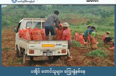 ပအို့ဝ် တောင်သူများ ကြွေးနွံနစ်နေ သတင်းနှင့် မီဒီယာ ကွန်ရက်။ ၂၀၂၅ ခုနှစ်၊ အောက်တိုဘာလ ၂၉ ရက်။ ရှမ်းပြည်တောင်ပိုင်း၊ ပအိုဝ်းကိုယ်ပိုင် အုပ်ချုပ်ခွင့်ရ ဒေသ၊ ပင်လောင်းမြို့နယ်ထဲက တောင်သူများ စီးပွားရေး အကျပ်အတည်းနှင့် ကြွေးနွံနစ်နေသည်ဟု ဒေသတွင်း ပွဲရုံလုပ်ငန်းရှင်များက ပြောသည်။ ပင်လောင်းမြို့နယ်ရှိ စိုက်ပျိုးတောင်သူများသည် စစ်ရေးပဋိပက္ခများကြောင့် လမ်းပန်းဆက်သွယ်ရေး ပြတ်တောက်ခြင်း၊ သီးနှံ ဈေးကွက်ပျက်ခြင်းနှင့် လက်နက်ကိုင် အဖွဲ့များ၏ မတန်တဆ အခွန်ကောက်ခံမှုများကြောင့် ကြီးမားသော ကြွေးမြီပြဿနာများ နှင့် ရင်ဆိုင်နေရသည်ဟု ဆိုသည်။ လက်ရှိ အခြေအနေအရ စိုက်ပျိုးသီးနှံများ ဈေးကွက်အတွင်း ဝင်ရောက်ရန် ခက်ခဲလာခြင်းကြောင့် တောင်သူ အများစုမှာ ချေးငွေများကို ပြန်လည် မပေးဆပ်နိုင်ဘဲ ကြွေးနွံနစ်နေရခြင်း ဖြစ်သည်။ ပင်လောင်းမြို့နယ်၊ တီကျစ်ဒေသရှိ စိုက်ပျိုးတောင်သူ တစ်ဦးက "မစိုက်ခင် ပွဲစားတွေက ငွေကြိုချပြီး သီးနှံ ထွက်တော့မှ အကုန်သိမ်းကြတာ။ အခု သီးနှံက မထွက်တော့ မပေးနိုင်ကြဘူး။ တောင်သူတိုင်း အကြွေး မကင်း ပါဘူး။ တချို့ ပွဲစားတွေက စောင့်ပေးကြတယ်။ မစောင့်နိုင်ဘူးတဲ့သူတွေတော့ ချေးငှားပြီးပေးကြတာပေါ့။ တောင်သူတိုင်း အကြွေး မကင်းပါဘူး” ဟု ၎င်းတို့ ရင်ဆိုင်နေရသည့် လက်ရှိ အခက်အခဲကို ရှင်းပြခဲ့သည်။ ၂၀၂၅ ခုနှစ်အတွင်း ပင်လောင်းဒေသတွင် စိုက်ပျိုးသော သီးနှံများ အရှုံးပေါ်ရသည့် အဓိက အကြောင်းရင်းများမှာ နည်းပညာနှင့် ပိုးသတ်ဆေးပြဿနာများ ဖြစ်ပေါ်ခြင်း၊ လမ်းပန်းဆက်သွယ်ရေး အခက်အခဲများကြောင့် ပြင်ပဈေးကွက်သို့ တင်ပို့မရဘဲ ဒေသတွင်း၌သာ ဈေးနှိမ်ရောင်းချရခြင်းနှင့် ပြည်ပဈေးကွက် ပိတ်ထားခြင်းတို့ ဖြစ်သည်။ ဤကဲ့သို့ စိုက်ပျိုးရေးနှင့် စီးပွားရေး မတည်ငြိမ်မှုများအပြင် ပအိုဝ်းပြည်သူ့စစ် (PNO) အဖွဲ့ သည် စစ်အာဏာ သိမ်းပြီးနောက်ပိုင်းတွင် ဒေသခံတောင်သူများအပေါ် မတန်တဆ ငွေကြေးများ ကောက်ခံခြင်းကြောင့် စီးပွားရေး အကျပ်အတည်းမှာ ပိုမိုဆိုးရွာလာခဲ့သည်ဟု ဆိုသည်။ PNO အဖွဲ့ သည် တောင်သူများထံမှ ကင်းစောင့်ကြေး အဖြစ် တစ်ရက် လေးသောင်းကျပ် နှုန်းဖြင့် တစ်နှစ်လျှင် နှစ်ကြိမ်နှုန်း ကောက်ခံလေ့ရှိသည်။ ထို့အပြင် ယာဉ်ခွန်၊ စစ်မှုထမ်း လူစားထိုးကြေး နှင့် စစ်အသုံးစရိတ်များကိုလည်း မကြာခဏ အကြောင်း အမျိုးမျိုးပြ၍ ကောက်ခံနေခြင်းကြောင့် ဒေသခံများမှာ ဝန်ထုပ်ဝန်ပိုး ကြီးစွာ ခံစားနေကြရကြောင်း ဒေသခံများက ထောက်ပြသည်။ ပင်လောင်းမြို့နယ်ရှိ ပွဲရုံလုပ်ငန်းရှင် တစ်ဦးကလည်း “အရင်နှစ် မိုးစပါးတောင် ပိုက်ဆံမရှိလို့ အကုန် မစိုက်နိုင် ပါဘူး။ PNO ‌ကောက်ရင်တော့ ဘာနေနေ ထည့်ရတယ်။ W(လိုင်စင်မဲ့)တွေ၊ ထွန်စက်တွေလည်း ထည့်ရတယ်။ အခုက ခြံပိုင်ရှင်ရော အလုပ်သမားရော ဘဝတူတွေပါပဲ။ ပိုင်ရှင်တွေက ခြံရောင်းလို့ သူများခြံ ပြန်သွား လုပ် နေရတယ်" ဟု ၎င်းတို့၏ စီးပွားရေး နာလန်မထူနိုင်ပုံ ကို ရှင်းပြသည်။ အကျပ်အတည်းများကြားတွင် စစ်ကော်မရှင်ဘက်မှလည်း ၂၀၂၃ ခုနှစ်မှ စတင်၍ စိုက်ပျိုးရေးသုံး ချေးငွေများ ထပ်မံထုတ်ပေးခြင်း မရှိတော့သဖြင့် တောင်သူများသည် အတိုးနှုန်းများသည့် ပြင်ပငွေချေးငွေများ ကိုသာ အားကိုးခဲ့ကြရသည်။ အတိုးပေါ် အတိုးဆင့်သည့် ဒဏ်ကြောင့် တောင်သူများသည် ၎င်းတို့ ပိုင်ဆိုင်သည့် ခြံမြေများကို ဈေးနှိမ်၍ ရောင်းချရခြင်း၊ လက်ဝတ်လက်စားများ ပေါင်နှံရောင်းချရခြင်း စသည့် နည်းလမ်းများဖြင့်သာ ကြွေးမြီများကို ဖြေရှင်းနေကြရသည်။ ဤသို့ဖြင့် ပင်လောင်းဒေသရှိ ကျေးရွာများတွင် ကြွေးမြီပြဿနာ ဖြေရှင်းရန်အတွက် အမျိုးသားများသည် အခြားမြို့ရွာများ၊ ပြည်ပနိုင်ငံများသို့ ရွှေ့ပြောင်း အလုပ်လုပ်ကိုင်နေကြရပြီး သက်ကြီးရွယ်အိုများနှင့် အမျိုးသမီးများသာ အများစု ကျန်ရှိတော့သည် ဟု ဒေသခံ တောင်သူများက ဆိုသည်။  