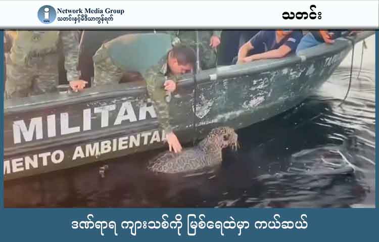 ဒဏ်ရာရ ကျားသစ်ကို မြစ်ရေထဲမှာ ကယ်ဆယ်   သတင်းနှင့် မီဒီယာ ကွန်ရက်။ ၂၀၂၅ ခုနှစ်၊ အောက်တိုဘာလ ၉ ရက်။   ဘရာဇီးနိုင်ငံ ရီယို နီဂရို (Rio Negro) က ကျယ်ပြောတဲ့ မြစ်ရေပြင်ထဲမှာ ကျားသစ် တစ်ကောင်ဟာ အသက် လုပြီး ကူးခေတ်နေတာကို အမေဇုံ စစ်တပ်ရဲအရာရှိတွေက တွေ့ပြီး ကယ်ဆယ်ခဲ့ကြပါတယ်။   ဒီကယ်တင်တဲ့ အဖြစ်အပျက်ကိုတော့ Netflare (နက်ဖလဲ) က ဗီဒီယို မှတ်တမ်း တင်ထားခဲ့ပါတယ်။ ကျားသစ်ဟာ စစ်ရဲတွေရဲ့ မော်တော်ဘုတ် ရောက်လာတဲ့အခါ လှေဆီကို သတိကြီးကြီးနဲ့ ကူးခတ်လာခဲ့ပါတယ်။ လှေပေါ်မှာ ရှိတဲ့ ရဲတွေက အရေးပေါ်လုပ်ထားတဲ့ ရေပေါ်ပေါ်တဲ့ ချပ်ပြားတစ်ခုကို ရေထဲကို ချထားပေးပါတယ်။   ကျားသစ်ဟာ တောရိုင်းတိရစ္ဆာန်ဖြစ်ပေမယ့် လှေနားကို ကပ်လာပြီး ချပေးထားတဲ့ ချပ်ပြားလေးကို တွယ်ပြီး လိုက်လာခဲ့ပါတယ်။   ကျားသစ် က ရေပေါ်ချပ်ပြားပေါ်မှာ တည်တည်ငြိမ်ငြိမ်ရှိလာတဲ့ အခါ ခြေကုန်လက်ပန်းကျနေတဲ့ ကျားသစ်ကို ကမ်းရှိရာကို အသာအယာ ဆွဲခေါ်လာခဲ့ကြရပါတယ်။   ကမ်းပေါ်မှာတော့ တိရစ္ဆာန် ကယ်ဆယ်ရေးအဖွဲ့တွေက အသင့်စောင့်နေကြပြီး ကျားသစ်လေးကို ကယ်တင်ခဲ့ပါတယ်။   တိရစ္ဆာန် ဆရာဝန်တွေရဲ့ အဆိုအရ ကျားသစ်မှာ သေနတ်ဒဏ်ရာတွေ အများအပြား ရှိနေပြီး ကျည်စ အများအပြားလည်း အရေပြားအောက်မှာ ရှိနေပါတယ်။   ကမ်းပေါ်မှာတော့ သူ့ကို အထူးကြပ်မတ်ကုသမှု လုပ်ထားပြီး ဆရာဝန်တွေက စောင့်ကြည့် ပေးထားပါတယ်။   အခြေအနေတည်ငြိမ်လာနေပြီး ကျားသစ်လေး ရဲ့ ကျန်းမာရေး စိတ်ချရတဲ့ အခါ တောရိုင်းထဲကို ပြန်လွှတ်ပေးမယ်လို့ ဆိုပါတယ်။   သေနတ်ဒဏ်ရာ တွေဟာ ဘယ်သူ့ လက်ချက် ဖြစ်တယ်ဆိုတာကိုတော့ အရာရှိတွေက ထုတ်ပြောတာ မရှိပါဘူး။ 