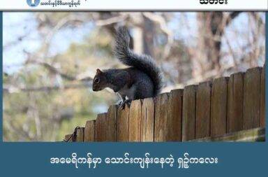 အမေရိကန်မှာ သောင်းကျန်းနေတဲ့ ရှဉ့်ကလေး   သတင်းနှင့် မီဒီယာ ကွန်ရက်။ ၂၀၂၅ ခုနှစ်၊ စက်တင်ဘာလ ၃၀ ရက်။    လမ်းမတွေဘေးက ဓါတ်ကြိုးတွေပေါ်မှာ သစ်ပင်တွေပေါ်မှာ ခုန်လိုက်ပြေးလိုက် သွားနေတဲ့ အမွှေးဖွားဖွား အကောင်လေးတွေ တွေ့ဘူးမှာပါ။   အဲဒီ ရှဉ့်လေးတွေ တွေ့ရင် ချစ်စနိုးလေး ကြည့်တတ်ကြပါတယ်။   ဒါပေမယ့် အမေရိကန် နိုင်ငံမှာတော့ အဲ့လို ရှဉ့်လေး တစ်ကောင်အတွက် သတိပေးချက်တွေ ထုတ်ပြန်ထားရပါတယ်။   အမေရိကန် ကယ်လီဖိုးနီးယားပြည်နယ် ဆန် ရေဖယ်လ် (San Rafael) နဲ့ လူးကပ်စ် ဗယ်လီ (Lucas Valley) နေရာတွေမှာ ကြော်ညာလေးတွေ ကပ်ထားတာ တွေ့ရပါတယ်။   ကြော်ညာလေးတွေထဲမှာတော့ ဒေါသထွက်နေတဲ့ ရှဉ့်တကောင်က လူတွေကို တိုက်ခိုက်လေ့ရှိနေတာမို့ သတိထားကြဖို့ သတိပေးထားပါတယ်။   လူတွေ မွေးထားခဲ့တယ်လို့ ယုံကြည်ရတဲ့ ရှဉ့်ငယ်လေးတစ်ကောင် ဟာ လူတွေကို လိုက်လိုက် ကိုက်နေလို့ အနည်းဆုံး လူ ၂ ယောက်ကို ဆေးရုံက အရေးပေါ် လူနာခန်းကို ပို့လိုက်ရတယ်လို့ တောရိုင်း တိရစ္ဆာန် ကျွမ်းကျင်သူတွေက ပြောပါတယ်။   အဲဒီ သတိပေးကြော်ငြာထဲမှာက “စိတ်အလွန် ဆိုးနေတဲ့ ရှဉ့်” တကောင်က လူတွေကို တိုက်ခိုက်နေတယ်၊ “အဲဒီရှဉ့်ဟာ ဘယ်ကမှန်းမသိ ထွက်လာပြီး လူတွေကို တိုက်ခိုက်တတ်တယ်” လို့ ရေးထားပါတယ်။   WildCare လို့ခေါ်တဲ့ တောရိုင်း တိရစ္ဆာန် ကယ်ဆယ်ရေး ဌာနက ဆက်သွယ်ရေး ဒါရိုက်တာ အယ်လီဆင် ဟာမန့်စ် (Alison Hermance) ကတော့ လူသားတွေ လက်သပ်မွေးထားတဲ့ ရှဉ့်ဆိုတာ သေချာတယ်လို့ ပြောပါတယ်။  