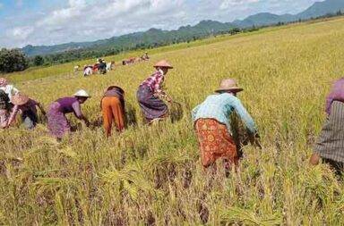 ကရင်နီ ဒေသခံများ အသက်စွန့်က စပါးရိတ်နေရ သတင်းနှင့် မီဒီယာ ကွန်ရက်။ ၂၀၂၅ ခုနှစ်၊ နိုဝင်ဘာလ ၄ ရက်။ ကရင်နီပြည်၊ ဒီးမောဆိုနှင့် ဖရူဆိုမြို့နယ်တို့ရှိ ဒေသခံတောင်သူများသည် စစ်ကော်မရှင်တပ်၏ ဒရုန်းဗုံးနှင့် လက် နက်ကြီးရန်များ ကြားမှ ရိတ်သိမ်းချိန် မကျော်လွန်စေရန် အတွက် စပါးခင်းများသို့ အသက်စွန့်၍ သွားလာ လုပ်ကိုင်နေကြရကြောင်း ဒေသခံသတင်းရင်းမြစ်များနှင့် တာဝန်ရှိသူများက ပြောသည်။ ဒေသခံတောင်သူများသည် စစ်ကော်မရှင်တပ် ထိုးစစ်အနီးတစ်ဝိုက်ရှိ စပါးခင်းများ ကျန်ရှိနေသေးသည့်အတွက်၊ စစ်ကော်မရှင်၏ ရည်ရွယ်ချက်ရှိရှိ တိုက်ခိုက်မှုများကို ရင်ဆိုင်နေရသည်။ ဖရူဆိုမြို့နှင့် ဒီးမောဆိုမြို့ကို ဆက်သွယ်ထားသော ပြည်ထောင်စု လမ်းမကြီး တစ်လျှောက်နှင့် ဒီးမော့ဆို အနောက်ခြမ်းရှိ ကျေးရွာ ၅ ခုခန့်မှ လယ်ဧက ၂၀၀ နီးပါး သည် ရိတ်သိမ်းရန် ကျန်ရှိနေသေးသည်ဟု ဒေသခံများ က ပြောသည်။ ဖရူဆိုဒေသခံ အမျိုးသားတောင်သူတစ်ဦးက ၎င်းတို့ရင်ဆိုင်နေရသည့် အခြေအနေနှင့် ပတ်သက်၍ “တစ်ချို့ ကတော့ သွားသိမ်းတယ်ပေါ့ မဖြစ်မနေ သိမ်းရမယ့်ဟာမျိုးတွေလည်းရှိတယ်။ ဘာလို့လဲဆိုတော့ သူတို့ စားဝတ်နေရေးက အဆင်မပြေဘူးဆိုတော့ မဖြစ်မနေ သွားသိမ်းတဲ့ဟာမျိုးတော့ ရှိတယ်ပေါ့နော်။ ဒါပေမယ့် အခြေနေတွေတော့ကြည့်ရတာပေါ့ ဒရုန်းလာရင် ထွက်ပြေးရမှာပေါ့” ဟု ပြောသည်။ အဆိုပါ ဒေသခံတောင်သူ၏ အဆိုအရ စစ်ကော်မရှင်တပ်၏ ဒရုန်းများသည် နှစ်လခန့်က စတင်၍ လူစုလူဝေး ကို ဦးတည် ဗုံးချတိုက်ခိုက်နေပြီး၊ လူများသောနေရာ၊ လယ်ခင်း၊ စပါးခင်း၊ မြေပဲခင်း စသည့် နေရာများကို ကင်းထောက်၍ သော်လည်းကောင်း၊ ကင်းမထောက်ဘဲနှင့် သော်လည်းကောင်း လာရောက်တိုက်ခိုက်လေ့ ရှိသည်။ ဩဂုတ်လ နောက်ဆုံးပတ်မှ စတင်ကာ အောက်တိုဘာလ နောက်ဆုံးပတ်အထိ စစ်ကော်မရှင်တပ်၏ ဒရုန်း တိုက်ခိုက်မှုကြောင့် ဖရူဆိုမြို့နယ်မှ ဒေသခံတောင်သူ ၂ ဦး သေဆုံးပြီး ၈ ဦး ဒဏ်ရာရရှိခဲ့သည်။ သေဆုံး၊ ထိခိုက်မှုများမှာ စပါးရိတ်သိမ်းနေသည့် လုပ်ငန်းခွင်များသို့ စစ်ကော်မရှင်မှ ဒရုန်းဖြင့် အကြောင်းမဲ့ ဗုံးကြဲ တိုက်ခိုက်မှုများကြောင့် ဖြစ်ကြောင်း KNDF က နိုဝင်ဘာလ ၃ ရက်နေ့တွင် ထုတ်ပြန်သည်။ အောက်တိုဘာလအတွင်း ဖရူဆိုမြို့နယ်တွင် အမျိုးသမီးတစ်ဦး သေဆုံးကာ၊ အမျိုးသားတစ်ဦး သေဆုံးခဲ့သည်။ ဒီးမော့ဆိုမြို့နယ်တွင်လည်း ဒေသခံရွာသားတစ်ဦး သေဆုံးပြီး သုံးဦးခန့် ထိခိုက်ဒဏ်ရာရရှိခဲ့သည်။ ထို့ပြင် စပါးခြွေစက်နှင့် စပါးအချို့ ထိခိုက်ပျက်စီးခဲ့မှုများလည်း ရှိခဲ့သည်။ ကရင်နီတပ်မတော် (KA) စစ်ရေးချုပ် ဗိုလ်မှူးကြီး ဘုန်းနိုင် က “စပါးရိတ်တဲ့ လူထုတွေကို ဒရုန်းနဲ့ ကြဲချနေတာ တော့ရှိတယ်။ ဖရူဆိုမြို့နယ်ပေါ့နော်၊ ဒီးမော့ဆိုကတော့ ၁၀၂ တပ်ကနေ လက်နက်ကြီးနဲ့ ပစ်တာတော့ရှိတယ်။ ဒရုန်းနဲ့ လာချတာတွေတော့ရှိတယ်” ဟု ပြောသည်။ စပါးရိတ်သိမ်းကာလအတွင်း တော်လှန်ရေးတပ်ပေါင်းစုများဘက်မှ စစ်ရေးဖော်ဆောင်မှုကို ခေတ္တရပ်နားထား သော်လည်း စစ်ကော်မရှင်ဘက်မှ လူထုများအား ရည်ရွယ်ချက်ရှိရှိ တိုက်ခိုက်နေကြောင်း ဗိုလ်မှူးကြီး ဘုန်းနိုင်က ဆက် ပြောသည်။ ဗိုလ်မှူးကြီး ဘုန်းနိုင်က “တိုက်ပွဲမရှိဘူး ခြောက်လှန့်ပြီးတော့ ပစ်တယ်လေ။ လူထုတွေ အလုပ်မလုပ်နိုင်အောင် ငတ်အောင်လေ” ဟု ပြောသည်။ ဒေသခံများ အနေဖြင့် လက်ရှိ ရိတ်သိမ်းနိုင်ခြင်းမရှိသည့် စပါးများ ပျက်စီးဆုံးရှုံးသွားပါက နောင်နှစ်အတွက် စားနပ်ရိက္ခာ အခက်အခဲများ ကြုံတွေ့လာနိုင်သည်ဟု ဒေသခံများက ပြောသည်။ လက်ရှိတွင် ကရင်နီပြည်၌ လွိုင်ကော်၊ ဒီးမော့ဆို၊ ဖရူဆို၊ ဘောလခဲနှင့် ဖယ်ခုံမြို့နယ်များတွင် စစ်ကော်မရှင်တပ် မှ စစ်မျက်နှာ ၅ ခု ဖွင့်ကာ ထိုးစစ်ဆင်နေမှုများရှိနေကြောင်း KNDF က အောက်တိုဘာ ၁၈ ရက်နေ့တွင် ထုတ် ပြန်ခဲ့သည်။ ဒေသခံပြည်သူများအား စစ်ရေး အသိသတိ၊ လုံခြုံရေး သတိထားရန် ဗိုလ်မှူးကြီး ဘုန်းနိုင်ကလည်း အကြံပြု ထားသည်။  