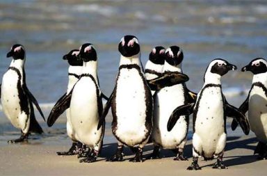 တောင်အာဖရိက ပင်ဂွင်းများ အစုလိုက်အပြုံလိုက် သေဆုံးနေ သတင်းနှင့် မီဒီယာကွန်ရက်။ ၂၀၂၅ ခုနှစ်၊ ဒီဇင်ဘာလ ၅ ရက်။ တောင်အာဖရိက ကမ်းရိုးတန်းမှ စိုးရိမ်ဖွယ်ရာ သတင်းတစ်ရပ်မှာ မျိုးတုံးလုနီးပါး အခြေအနေသို့ ရောက်ရှိနေပြီဖြစ်သည့် အာဖရိကန် ပင်ဂွင်းငှက်များသည် အစားအစာပြတ်လပ်မှု ကြောင့် အစုလိုက်အပြုံလိုက် အစာငတ်မွတ်၍ သေဆုံးခဲ့ရကြောင်း လေ့လာမှုအသစ်တစ်ခုက ဖော်ပြသည်။ ယင်းသို့ သေဆုံးရခြင်း၏ အဓိက အကြောင်းရင်းမှာ ပင်ဂွင်းတို့ အဓိက စားသုံးသော ငါးသေတ္တာငါး (ဆာဒင်းငါး) အရေအတွက် သိသိသာသာ လျော့နည်းသွားခြင်းကြောင့် ဖြစ်သည်။ ၂၀၀၄ ခုနှစ်မှ ၂၀၁၁ ခုနှစ်အတွင်း အရေးပါသော မျိုးပွားစခန်းများဖြစ်သည့် ဒါ့ဆန်ကျွန်း (Dassen Island) နှင့် ရော့ဘန်ကျွန်း (Robben Island) တို့တွင် ပင်ဂွင်းငှက် ၆၂,၀၀၀ ခန့် သေဆုံးခဲ့သည်။ ထို ၈ နှစ်တာကာလအတွင်း ဆာဒင်းငါး အရေအတွက်သည် ယခင် အများဆုံးရှိခဲ့သည့် ပမာဏ၏ လေးပုံတစ်ပုံအောက် သို့ အမြဲလိုလို ကျဆင်းနေခဲ့သည်ကို တွေ့ရသည်။ ဤအခြေအနေများကြောင့် အာဖရိကန် ပင်ဂွင်းငှက်တို့၏ အနာဂတ်မှာ စိုးရိမ်ဖွယ်ဖြစ်လာသည်။ IUCN (အပြည်ပြည်ဆိုင်ရာ သဘာဝထိန်းသိမ်းရေးသမဂ္ဂ) သည် ၂၀၂၄ ခုနှစ်တွင် ၎င်းတို့ကို "အလွန်အန္တရာယ်ရှိသော မျိုးတုံးရန်အလားအလာရှိသည့်" မျိုးစိတ်အဖြစ် သတ်မှတ်ခဲ့သည်။  ထိန်းသိမ်းရေး ပညာရှင်များ၏ သတိပေးချက်အရ လက်ရှိနှုန်းအတိုင်းသာဆိုလျှင် ၂၀၃၅ ခုနှစ် တွင် အာဖရိကန် ပင်ဂွင်းများသည် သဘာဝတောရိုင်းထဲမှ လုံးဝ မျိုးတုံးပျောက်ကွယ်သွားနိုင်ခြေရှိသည်။