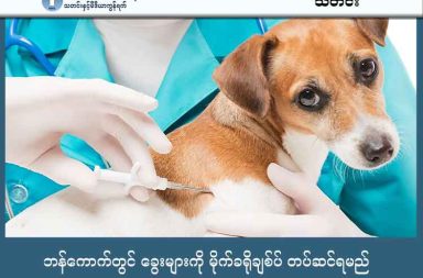 ဘန်ကောက်တွင် ခွေးများကို မိုက်ခရိုချစ်ပ် တပ်ဆင်ရမည် သတင်းနှင့် မီဒီယာ ကွန်ရက်။ ၂၀၂၆ ခုနှစ်၊ ဇန္နဝါရီလ ၇ ရက်။ ထိုင်းနိုင်ငံ၊ ဘန်ကောက်မြို့ပြအုပ်ချုပ်ရေးရုံး (BMA) သည် ခွေးရူးရောဂါကာကွယ်ရန်နှင့် လမ်းဘေးခွေးများကို စနစ်တကျ ကြပ်မတ်နိုင်ရန်အတွက် အိမ်မွေးခွေးများနှင့် ကြောင်များကို မိုက်ခရိုချစ်ပ် (Microchip) ထည့်သွင်းပေးမည့် အစီအစဉ်ကို စတင်တော့မည် ဖြစ်ပါသည်။ စာရင်းသွင်းကာလမှာ ယခုမှစတင်၍ ဇွန်လ ၃၀ ရက်နေ့အထိ သတ်မှတ်ထားသည်။ ဤစီမံကိန်းသည် တိကျသော အိမ်မွေးတိရစ္ဆာန်ဦးရေစာရင်း (Data) ရရှိရန်နှင့် ပိုင်ရှင်များအနေဖြင့် တာဝန်ခံမှုရှိလာစေရန် ရည်ရွယ်ခြင်းဖြစ်ပါသည်။ ယင်းအချက်အလက်များအပေါ် အခြေခံ၍ ကာကွယ်ဆေးထိုးနှံခြင်းနှင့် သားကြောဖြတ်ခြင်း လုပ်ငန်းများကို ထိရောက်စွာ စီမံခန့်ခွဲသွားမည် ဖြစ်ပါသည်။ ဘန်ကောက်မြို့ ဒင်းဒန် (Din Daeng) ခရိုင်ရုံးဟောင်းနှင့် တိရစ္ဆာန်ဆေးခန်း (၈) ခုတို့တွင် တစ်ရက်လျှင် အကောင်ရေ ၅၀၀ (စာရင်းသွင်းထားသူ ၂၀၀ နှင့် တန်းစီစောင့်ဆိုင်းသူ ၃၀၀) ကို အခမဲ့ ထည့်သွင်းပေးသွားမည် ဖြစ်ပါသည်။ မြန်မာ အပါအဝင် နိုင်ငံခြားသားများအနေဖြင့်လည်း နိုင်ငံကူးလက်မှတ်၊ နေထိုင်ကြောင်း အထောက်အထား၊ အိမ်ရှင်၏ ခွင့်ပြုချက်နှင့် ကာကွယ်ဆေးမှတ်တမ်းများဖြင့် သွားရောက်လျှောက်ထားနိုင်ပါသည်။ အိမ်ထောင်စုတစ်ခုလျှင် တိရစ္ဆာန် ၄ ကောင်အထိ အခမဲ့ ဝန်ဆောင်မှုပေးမည်ဖြစ်ပြီး၊ အခမဲ့အစီအစဉ် မဟုတ်ပါက ပုဂ္ဂလိကဆေးခန်းများတွင် ဘတ် ၅၀၀ မှ ၁၀၀၀ ခန့်ဖြင့် ထည့်သွင်းနိုင်ပါသည်။ မိုက်ခရိုချစ်ပ် ထည့်သွင်းထားခြင်း မရှိပါက ဥပဒေအရ အကာအကွယ်မရရှိခြင်း၊ အခမဲ့ဝန်ဆောင်မှုများ ဆုံးရှုံးခြင်းနှင့် တိရစ္ဆာန်ပျောက်ဆုံးပါက ပြန်လည်ရှာဖွေရန် ခက်ခဲခြင်းစသည့် ဆိုးကျိုးများ ကြုံတွေ့ရနိုင်ကြောင်း သတိပေးထားသည်။