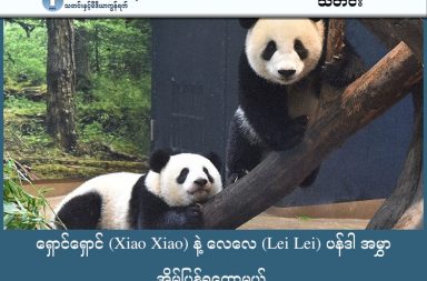 ရှောင်ရှောင် (Xiao Xiao) နဲ့ လေလေ (Lei Lei) ပန်ဒါ အမွှာ အိမ်ပြန်ရတော့မယ် သတင်းနှင့် မီဒီယာ ကွန်ရက်။ ၂၀၂၆ ခုနှစ်၊ ဇန္နဝါရီလ ၂၆ ရက်။ ဂျပန်နိုင်ငံ၊ တိုကျိုမြို့မှာရှိတဲ့ အူအဲနို (Ueno) တိရစ္ဆာန်ဥယျာဉ်မှာ ဇန်နဝါရီလ ၂၅ ရက်၊ တနင်္ဂနွေနေ့က လူတွေ ကြိတ်ကြိတ်တိုး စည်ကားနေခဲ့ပါတယ်။ အဲဒါကတော့ ဂျပန်မှာ နောက်ဆုံးကျန်ရစ်တဲ့ ရှောင်ရှောင် (Xiao Xiao) နဲ့ လေလေ (Lei Lei) ဆိုတဲ့ အမြွှာပန်ဒါလေးနှစ်ကောင်ကို နောက်ဆုံးအကြိမ် လူထုကြည့်ရှုခွင့်ပေးတဲ့နေ့ ဖြစ်လို့ပါပဲ။ ကြည့်ရှုလိုသူတွေ များပြားလွန်းတဲ့အတွက် မဲဖောက်ပြီး ကြည့်ရှုခွင့်ပေးခဲ့ရပါတယ်။ လူ တစ်ဦးကို ၁ မိနစ်နှုန်းနဲ့ လူပေါင်း ၄၀၀၀ ကျော်သာ ပန်ဒါ အမွှာကို မျက်မြင် နှုတ်ဆက်ခွင့်ရခဲ့ကြတယ်လို့ ဆိုပါတယ်။ တချို့လူတွေက ကြည့်ရှုခွင့် မရခဲ့ပေမယ့် ပန်ဒါတွေကို နှုတ်ဆက်တဲ့အနေနဲ့ တိရစ္ဆာန်ရုံကိုတော့ လာလည်ကြတယ်လို့လည်း ဆိုပါတယ်။ တရုတ်နိုင်ငံဟာ ၁၉၇၂ ခုနှစ်၊ ဂျပန်နဲ့ သံတမန်ရေးရာ ပြန်လည်စတင်တဲ့ အထိမ်းအမှတ်အဖြစ် ပန်ဒါတွေကို ပထမဆုံး လက်ဆောင်ပေးခဲ့တာပါ။ ဒါပေမဲ့ အခုအခါမှာတော့ တရုတ်နဲ့ ဂျပန်ကြားမှာ ထိုင်ဝမ်အရေး၊ လုံခြုံရေးနဲ့ ကုန်သွယ်ရေး တင်းမာမှုတွေ ရှိနေပါတယ်။ ဂျပန်ဝန်ကြီးချုပ် စာနာအဲ တာကာအိချိ (Sanae Takaichi) ရဲ့ မှတ်ချက်တွေကြောင့်လည်း တရုတ်ဘက်က မကျေမနပ် ဖြစ်နေပါတယ်။ ဒါကြောင့် ကမ္ဘာတဝှမ်းမှာ ရှိတဲ့ ပင်ဒါ ဝက်ဝံအားလုံးရဲ့ ပိုင်ရှင်ဖြစ်တဲ့ တရုတ်နိုင်ငံက ဂျပန်မှာရှိတဲ့ ပင်ဒါ နှစ်ကောင်ကို ပြန်တောင်းယူ ခဲ့တာပါ။ ပန်ဒါတွေ မရှိတော့တာဟာ စိတ်ဓာတ်ရေးရာတင်မကဘဲ စီးပွားရေးအရပါ ထိခိုက်မှု ရှိနိုင်တယ်လို့ ဆိုပါတယ်။ စီးပွားရေးပညာရှင်တွေရဲ့ တွက်ချက်မှုအရ ပန်ဒါမရှိတဲ့အတွက် ဂျပန်နိုင်ငံဟာ တစ်နှစ်ကို ယန်းဘီလီယံ ၂၀ (အမေရိကန်ဒေါ်လာ ၁၂၈ သန်းခန့်) ဆုံးရှုံးနိုင်တယ်လို့ ဆိုပါတယ်။ ဝက်ဘ်ဆိုက်အင်ဂျင်နီယာ တစ်ယောက်ဖြစ်တဲ့ တာကာဟီရို တာကာအူဂျီ (Takahiro Takauji) ဟာ ဆိုရင် ပန်ဒါတွေကို ချစ်လွန်းလို့ လွန်ခဲ့တဲ့ ၁၅ နှစ်ကတည်းက နေ့တိုင်း တိရစ္ဆာန်ဥယျာဉ်ကို လာခဲ့သူပါ။ သူဟာ ပန်ဒါဓာတ်ပုံပေါင်း ၁၀ သန်းကျော် ရိုက်ကူးခဲ့ပြီး ပန်ဒါလေးတွေကို သူ့သားသမီးတွေလို သဘောထားသူဖြစ်ပါတယ်။ သူကတော့ ဂျပန်မှာ ပင်ဒါတွေ မရှိတဲ့နေ့ ရောက်လာမယ်လို့ သူတခါမှ မတွေးခဲ့မိဘူးလို့ ပြောပါတယ်။