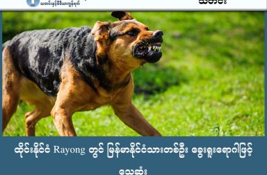ထိုင်းနိုင်ငံ Rayong တွင် မြန်မာနိုင်ငံသားတစ်ဦး ခွေးရူးရောဂါဖြင့်သေဆုံး   သတင်းနှင့် မီဒီယာ ကွန်ရက်။ ၂၀၂၆ ခုနှစ်၊ ဖေဖော်ဝါရီလ ၁၃ ရက်။   ထိုင်းနိုင်ငံ  လယောင်း Rayong မြို့တွင် ၂၀၂၆ ခုနှစ်အတွင်း ထိုင်းနိုင်ငံ၏ ပထမဆုံး ခွေးရူးရောဂါဖြင့် သေဆုံးမှု ဖြစ်ခဲ့ပြီး သေဆုံးသူများ အသက် ၃၆ နှစ်အရွယ် မြန်မာနိုင်ငံသား ဖြစ်သည်ဟု နေရှင်း သတင်းစာက ဖော်ပြသည်။ သေဆုံးသူသည် ၂၀၂၅ ခုနှစ်၊ ဒီဇင်ဘာလအတွင်းက ပိုင်ရှင်မဲ့ ခွေးပေါက်စတစ်ကောင်က ညာဘက်လက်ဖဝါးတွင် ကိုက်ခြင်းကို ခံခဲ့ရသည်။ အကိုက်ခံရပြီးနောက် ဒဏ်ရာကို ဆေးကြောခြင်း မပြုလုပ်ခဲ့သလို၊ ခွေးရူးပြန်ရောဂါ ကာကွယ်ဆေး ထိုးနှံရန်အတွက်လည်း ဆရာဝန်ထံ သွားရောက်ပြသခြင်း မရှိခဲ့ပေ။ ၂၀၂၆ ခုနှစ်၊ ဇန်နဝါရီလ ၂၃ ရက်နေ့တွင် စတင်၍ ရေသောက်ပြီးနောက် ရင်ဘတ်အောင့်ခြင်း၊ အသက်ရှူရခက်ခဲခြင်းနှင့် ခေါင်းမူးခြင်း ဝေဒနာများ ခံစားခဲ့ရသည်။ ရောဂါလက္ခဏာများ ပြင်းထန်လာပြီးနောက် ဇန်နဝါရီလ ၂၅ ရက်နေ့တွင် ကွယ်လွန်သွားခဲ့ခြင်း ဖြစ်သည်ဟု ဆိုသည်။ ထိုင်းနိုင်ငံ ရောဂါထိန်းချုပ်ရေးဦးစီးဌာန (DDC) ညွှန်ကြားရေးမှူးချုပ် Dr. Montien Kanasawat က ခွေးရူးပြန်ရောဂါသည် တိရစ္ဆာန်မှတစ်ဆင့် လူသို့ ကူးစက်တတ်ပြီး ဖြစ်ပွားပါက သေဆုံးနိုင်ခြေ အလွန်မြင့်မားကြောင်း သတိပေးခဲ့သည်။ ၂၀၂၅ ခုနှစ်အတွင်းကလည်း ထိုင်းနိုင်ငံ၌ ခွေးရူးပြန်ရောဂါဖြင့် သေဆုံးသူ ၇ ဦး ရှိခဲ့ပြီး၊ ချွန်ဘူရီ၊ တာ့ခ်၊ စီစကက်၊ နခွန်ရပ်ချာစီမာ၊ ချာချိုအန်ဆောင်နှင့် လယောင်း ခရိုင်တို့တွင် ဖြစ်ပွားခဲ့ခြင်း ဖြစ်သည်။ သေဆုံးသူအားလုံးမှာ တိရစ္ဆာန် အကိုက်ခံရပြီးနောက် ကာကွယ်ဆေး သွားရောက်မထိုးနှံခြင်းကြောင့် ဖြစ်သည်။ ၎င်းတို့အနက် ထက်ဝက်ကျော်မှာ ပိုင်ရှင်ရှိသော ခွေးများထံမှ ရောဂါကူးစက်ခံရခြင်း ဖြစ်သည်။ နို့တိုက်သတ္တဝါအားလုံးသည် ခွေးရူးပြန်ဗိုင်းရပ်စ်ကို သွားရည်မှတစ်ဆင့် သယ်ဆောင်နိုင်ပြီး အကိုက်ခံရခြင်း၊ ကုတ်ခံရခြင်း သို့မဟုတ် ဒဏ်ရာကို လျက်ခံရခြင်းတို့မှတစ်ဆင့် လူသို့ ကူးစက်နိုင်သည်။ ထို့ကြောင့် တိရစ္ဆာန် အကိုက်ခံရပါက ဒဏ်ရာကို ဆပ်ပြာနှင့် ရေဖြင့် စင်ကြယ်အောင် အမြန်ဆုံး ဆေးကြောရန်နှင့် နီးစပ်ရာ ဆေးရုံ၊ ဆေးခန်းသို့ သွားရောက်၍ ကာကွယ်ဆေး အမြန်ဆုံး ထိုးနှံရန် တိုက်တွန်းထားသည်။ #Dog #ခွေးရှူးရောဂါ #ထိုင်းနိုင်ငံ #မြန်မာနိုင်ငံသားသေဆုံး #ရွေ့ပြောင်းအလုပ်သမား    