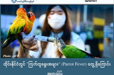 ထိုင်းနိုင်ငံတွင် "ကြက်တူရွေးအဖျား" (Parrot Fever) တွေ့ရှိကြောင်း အတည်ပြု သတင်းနှင့် မီဒီယာကွန်ရက်။ ၂၀၂၆ ခုနှစ်၊ ဖေဖော်ဝါရီလ ၄ ရက်။ ထိုင်းနိုင်ငံတွင် "ကြက်တူရွေးအဖျား" (Parrot Fever) ဟု လူသိများသည့် ကူးစက်ရောဂါပိုး တစ်မျိုးအား ပထမဆုံးအကြိမ် စစ်ဆေးတွေ့ရှိရကြောင်း အတည်ပြုထုတ်ပြန်ကာ သတိပေးချက်များ ထုတ်ပြန်ထားသည်။ အဆိုပါရောဂါပိုး ကူးစက်ခံရသည့် ပထမဆုံးလူနာကို ၂၀၂၅ ခုနှစ် နှောင်းပိုင်းတွင် စတင်တွေ့ရှိခဲ့ခြင်း ဖြစ်သည်။ ရောဂါကူးစက်ခံရသူမှာ ငှက်များကို လေဝင်လေထွက် မကောင်းသောနေရာ၌ မွေးမြူထားသူဖြစ်ပြီး၊ ငှက်လှောင်အိမ်များ သန့်ရှင်းရေးလုပ်ဆောင်စဉ် နှာခေါင်းစည်း (Mask) နှင့် လက်အိတ် (Gloves) စသည့် ကာကွယ်ရေးပစ္စည်းများ အသုံးမပြုခဲ့ခြင်းကြောင့် ကူးစက်ခံရခြင်းဖြစ်သည်ဟု ခန့်မှန်းရသည်။ လက်ရှိတွင် အဆိုပါလူနာမှာ ဆေးကုသမှု ခံယူပြီးနောက် ကျန်းမာရေး ပြန်လည်ကောင်းမွန်လာပြီဖြစ်သည်။ ရောဂါအကြောင်းနှင့် ကူးစက်ပုံ ဤရောဂါသည် ဘက်တီးရီးယားပိုးတစ်မျိုးကြောင့် ဖြစ်ပွားခြင်းဖြစ်ပြီး ကြက်တူရွေး၊ ခို၊ ဘဲ၊ ကြက်ဆင် အပါအဝင် ငှက်အမျိုးမျိုးနှင့် ကြက်ဘဲမျိုးနွယ်ဝင် တိရစ္ဆာန်များတွင် တွေ့ရှိရတတ်သည်။ ငှက်အညစ်အကြေးအခြောက်များ၊ အမွေးအတောင်များနှင့် ငှက်များမှထွက်သည့် အရည်များမှတစ်ဆင့် လွင့်စင်လာသော အမှုန်အမွှားများကို ရှူရှိုက်မိရာမှ လူသို့ ကူးစက်ခြင်း ဖြစ်သည်။ ၎င်းသည် အသက်ရှူလမ်းကြောင်းဆိုင်ရာ ရောဂါများနှင့် ဆင်တူသဖြင့် သတိမမူမိဘဲ ရှိတတ်သည်။ ရောဂါလက္ခဏာများမှာ - ·       အပြင်းအဖျားတက်ခြင်းနှင့် ချမ်းတုန်ခြင်း၊ ·       ပြင်းထန်စွာ ခေါင်းကိုက်ခြင်း၊ ·       ကြွက်သားများ နာကျင်ကိုက်ခဲခြင်းနှင့် ·       ချောင်းခြောက်ဆိုးခြင်းတို့ ဖြစ်ပွားတတ်ပါသည်။ ကာကွယ်ရန် အကြံပြုချက်များ ရောဂါကူးစက်မှုကို ကာကွယ်နိုင်ရန်အတွက် မလိုအပ်ဘဲ ငှက်များနှင့် ငှက်အညစ်အကြေးများကို တိုက်ရိုက်ကိုင်တွယ်ခြင်းမှ ရှောင်ကြဉ်ရမည်။ ငှက်လှောင်အိမ်များ သန့်ရှင်းရေးလုပ်ဆောင်ပါက နှာခေါင်းစည်းနှင့် လက်အိတ်များကို မပျက်မကွက် ဝတ်ဆင်ရမည်ဖြစ်ပြီး၊ တိရစ္ဆာန်များကို ကိုင်တွယ်ပြီးတိုင်း လက်ကို ဆပ်ပြာဖြင့် စင်ကြယ်အောင် ဆေးကြောရမည်။ ထို့ပြင် ဖျားနာခြင်း သို့မဟုတ် ချောင်းဆိုးခြင်းများ ဖြစ်ပွားလာပါက မိမိတွင် ငှက်များနှင့် ထိတွေ့ဖူးသည့် ရာဇဝင်ရှိပါက ဆရာဝန်ထံ အတိအကျ ပြောပြရန် တိုက်တွန်းထားပါသည်။
