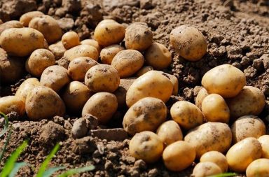 အာလူးဈေး ကျသဖြင့် ရှမ်းတောင် တောင်သူများ အရှုံးပေါ်   သတင်းနှင့် မီဒီယာ ကွန်ရက်။ ၂၀၂၆ ခုနှစ်၊ ဧပြီလ ၂၅ ရက်။   စိုက်ပျိုးစရိတ် ကြီးမြင့်သော်လည်း အာလူးဈေး ထိုးကျနေသဖြင့် ရှမ်းတောင်မှ တောင်သူများ အရှုံးပေါ်နေကြ သည်။   ရှမ်းပြည် တောင်ပိုင်းမှ ထွက်ရှိသော အာလူးများမှာ သင်္ကြန်ကာလအပြီး၌ ဈေးနှုန်းများ ဆက်တိုက် ထိုးကျလာ သောကြောင့် စိုက်ပျိုးတောင်သူများ အရှုံးပေါ်ကာ အခက်အခဲနှင့် ရင်ဆိုင်နေကြရကြောင်း ဒေသတွင်း စိုက်ပျိုးရေး သတင်းရင်းမြစ်များက ပြောသည်။   မြေပြင် အခြေအနေများအရ မြန်မာပြည်အထက်ပိုင်း အညာဈေးကွက်နှင့် ပြည်ပဝယ်လိုအား ကျဆင်းလာခြင်း၊ ဈေးကွက်အတွင်းသို့ တရုတ်အာလူးများ အလုံးအရင်းဖြင့် ဝင်ရောက်လာခြင်းတို့ကြောင့် ယခုကဲ့သို့ ဈေးနှုန်းများ ထိုးဆင်းသွားခြင်းဖြစ်သည်။   ဟဲဟိုးမြို့ရှိ တောင်သူတစ်ဦးက ၎င်းတို့ကြုံတွေ့နေရသည့် အခြေအနေကို လက်ဖက်ရည်ဈေးနှုန်းနှင့် နှိုင်းယှဉ် ကာ ယခုကဲ့သို့ ပြောသည်။   “လက်ဖက်ရည်တစ်ခွက် တစ်ထောင်ကျော်ပြီ။ ကျနော်တို့ အာလူးစိုက်တာ တစ်ပိဿာ တစ်ထောင်ပဲ ရတယ်။ နောက်နှစ်တွေပဲ မျှော်ရတော့မယ်” ဟု ပြောသည်။     အာလူးဈေးနှုန်း ကျဆင်းရသည့် နောက်ထပ် အကြောင်းအရင်းတစ်ခုမှာ စက်သုံးဆီရှားပါးမှုကြောင့် သယ်ယူ ပို့ဆောင်ခ (တန်ဆာခ) မြင့်တက်လာခြင်းနှင့် စားအုန်းဆီဈေး မြင့်တက်မှုကြောင့် ဒေသတွင်း အာလူးကြော် လုပ်ငန်းများ ရပ်ဆိုင်းလိုက်ရခြင်းတို့ကြောင့် ဖြစ်သည်ဟု ဆိုကြသည်။   လက်ရှိတွင် ရှမ်းတောင်၌ အာလူးတစ်ပိဿာလျှင် ကျပ် ၁,၀၀၀ သာ ပေါက်ဈေးရှိပြီး ရန်ကုန်ဈေးကွက်တွင် လည်း ကျပ် ၁,၈၀၀ နှုန်း၌သာ ရပ်တန့်နေသည်။   တောင်သူများအနေဖြင့် မြေဩဇာနှင့် ပိုးသတ်ဆေးစသည့် စိုက်ပျိုးစရိတ်များ ကြီးမြင့်လာသည့်အပြင် စက်သုံး ဆီကိုလည်း မှောင်ခိုလမ်းကြောင်းမှ ဈေးကြီးပေးဝယ်ခဲ့ရသဖြင့် နစ်နာဆုံးရှုံးမှု ပိုမိုများပြားနေခြင်းဖြစ်သည်။   အာလူးမျိုးရင်းများ ဝယ်ယူစဉ်က တစ်ပိဿာလျှင် ကျပ် ၆,၀၀၀ ကျော်အထိ ပေးခဲ့ရသဖြင့် လက်ရှိနစ်နာမှုများ ကို ကာမိရန်အတွက် အနိမ့်ဆုံး တစ်ပိဿာ ၄,၀၀၀ ကျပ်အထိ ရရှိရန် မျှော်လင့်နေကြသည်။   အောင်ပန်းရှိ ပွဲရုံလုပ်ငန်းရှင်တစ်ဦးကမူ ဈေးကွက်အခြေအနေနှင့် ပတ်သက်၍ ယခုကဲ့သို့ ပြောသည်။   “အာလူးဈေးကွက် ကျရင်လည်း ကြာတယ်။ တက်ရင်လည်း တော်တော်နဲ့ မဆင်းဘူး။ မိုးကုန်အထိတောင် တက်ဖို့ဝေးပါသေးတယ်” ဟု ပြောသည်။   ယနေ့ (ဧပြီလ ၂၅ ရက်နေ့) ရှမ်းပြည်တောင်ပိုင်း၊ အောင်ပန်းမြို့ ကုန်စည်ရောင်းဝယ်ရေး ပွဲရုံတစ်ခု၏ ထုတ်ပြန် ချက်အရ အာလူးဈေးနှုန်းများမှာ အရွယ်အစားအလိုက် S-2/ S-3 အမျိုးအစား ၃,၀၀၀ ကျပ်၊ S-1-OK တစ်ပိဿာ ၂,၀၀၀ ကျပ်နှင့် ဂေါ်လီဆိုဒ်မှာ ကျပ် ၁,၀၀၀ အထိ ပေါက်ဈေးရှိနေသည်။   ပြည်တွင်းဖြစ် အာလူးများ ဈေးကွက် မကောင်းသည့်ကြားမှ တရုတ် L6 အာလူးများမှာလည်း တစ်ပိဿာ ကျပ် ၁,၀၀၀ နှုန်းဖြင့် ဈေးကွက်အတွင်း နေရာယူထားကြောင်း ပွဲရုံလုပ်ငန်းရှင်များက ပြောသည်။   #အာလူးစိုက်တောင်သူ #အာလူးစျေး #ဟဲဟိုး #စိုက်ပျိုးစရိတ်