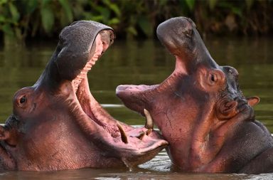 အသတ်ခံရတော့မည့် ကိုလံဘီယာ ရေမြင်းများကို အိန္ဒိယ သူဌေးသား ကယ်တင်မည်   သတင်းနှင့် မီဒီယာ ကွန်ရက်။ ၂၀၂၆ ခုနှစ်၊ ဧပြီလ ၃၀ ရက်။   ကိုလံဘီယာ အစိုးရက သုတ်သင် သတ်ဖြတ်တော့မည့် ရေမြင်း အကောင်ရေ ၈၀ ကို အိန္ဒိယဘီလီယံနာသူဌေးကြီး Mukesh Ambani ၏ သားဖြစ်သူ Anant Ambani က ကယ်တင်ပြီး အိန္ဒိယကို ခေါ်ယူစောင့်ရှောက်ရန် ကမ်းလှမ်းလိုက်ကြောင်း  CNN သတင်းတွင် ဖော်ပြထားသည်။   ကိုလံဘီယာနိုင်ငံတွင် ဂေဟစနစ် ထိခိုက်မှုများကြောင့် သုတ်သင်ဖယ်ရှားခြင်း ခံရတော့မည့် ရေမြင်းအကောင် ၈၀ အား အိန္ဒိယနိုင်ငံရှိ ၎င်း၏ ပုဂ္ဂလိကပိုင် တောရိုင်းတိရစ္ဆာန် ဘေးမဲ့တောတွင် လက်ခံစောင့်ရှောက်ရန် အိန္ဒိယ ဘီလီယံနာ အမွေဆက်ခံသူ Anant Ambani က ကမ်းလှမ်းလိုက်ခြင်းဖြစ်သည်။   ယင်းရေမြင်းများသည် ၁၉၈၀ ပြည့်လွန်နှစ်များအတွင်း ကိုလံဘီယာ မူးယစ်ရာဇာ Pablo Escobar က ၎င်း၏ ကိုယ်ပိုင်တိရစ္ဆာန်ရုံအတွက် တရားမဝင် တင်သွင်းခဲ့သည့် တိရစ္ဆာန်များမှ ဆင်းသက်လာခြင်း ဖြစ်သည်။   မူလက ကောင်ရေအနည်းငယ်သာ ရှိခဲ့သော်လည်း လက်ရှိတွင် အကောင်ရေ ၁၆၀ ခန့်အထိ တိုးပွားလာပြီး ဒေသရင်း မျိုးစိတ်များနှင့် ဂေဟစနစ်ကို အကြီးအကျယ် ခြိမ်းခြောက်လျက်ရှိသည်။   ထို့ကြောင့် ကိုလံဘီယာ အစိုးရက ရေမြင်းများအား သုတ်သင်ရှင်းလင်းရန် စီစဉ်နေခြင်း ဖြစ်သည်။   Anant Ambani သည် အိန္ဒိယက နာမည်ကျော် သူဌေးကြီး Mukesh Ambani ၏ သားတစ်ဦးဖြစ်သည်။ Mukesh Ambani သည် အိန္ဒိယနိုင်ငံ၏ အကြီးဆုံး ပုဂ္ဂလိကကုမ္ပဏီကြီး ဖြစ်သော Reliance Industries Limited (RIL) ၏ ဥက္ကဋ္ဌနှင့် အုပ်ချုပ်မှုဒါရိုက်တာ ဖြစ်သည်။ သူသည် အာရှတွင် အချမ်းသာဆုံးစာရင်းဝင် ဖြစ်ရုံသာမကဘဲ ကမ္ဘာ့အချမ်းသာဆုံး ပုဂ္ဂိုလ် ၁၀ ဦးစာရင်းတွင်လည်း မကြာခဏ ပါဝင်လေ့ရှိသူ ဖြစ်သည်။ သူသည် ဘုံဘေမြို့ရှိ အထပ်ပေါင်း ၂၇ ထပ်ရှိပြီး အမြင့်ပေ ၅၇၀ ကျော်ရှိသည့် ကမ္ဘာ့ ဈေးအကြီးဆုံး အိမ်ကြီးကို ပိုင်ဆိုင်သူလည်း ဖြစ်သည်။ သူ၏ အိမ်ကြီးတွင် ရုပ်ရှင်ရုံ၊ ရေကူးကန်ဦ ရဟတ်ယာဉ်ကွင်း ၃ ခုနှင့် ကား အစီးရေ ၁၆၀ ဆန့်သော ဂိုဒေါင်များ ပါဝင်သည်။   Anant Ambani မှာ Mkesh ၏ သားထွေး ဖြစ်သည်။ အိန္ဒိယနိုင်ငံ၊ ဂူဂျာရတ်ပြည်နယ်ရှိ ၎င်းတည်ထောင်ထားသော Vantara တိရစ္ဆာန် ကယ်တင်ရေးစင်တာတွင် အဆိုပါ ရေမြင်းများကို လက်ခံလိုခြင်းဖြစ်သည်။   ယင်းစင်တာသည် မျိုးစိတ်ပေါင်း ၂,၀၀၀ ကျော်နှင့် တိရစ္ဆာန်ပေါင်း ၁ သိန်းခွဲကျော်ကို ပြုစုစောင့်ရှောက်ပေးနေသည့် နေရာဖြစ်သည်။   ရေမြင်းများအတွက် သဘာဝပတ်ဝန်းကျင်နှင့် ကိုက်ညီသော နေရာကို အထူးဖန်တီးပေးမည်ဖြစ်ပြီး တိရစ္ဆာန်များ၏ သက်တမ်းတစ်လျှောက်လုံးကို လူသားဆန်စွာ စောင့်ရှောက်သွားမည်ဟု Ambani က ကတိပြုထားသည်။     ကိုလံဘီယာ ပတ်ဝန်းကျင်ထိန်းသိမ်းရေးဝန်ကြီးဌာန၏ အဆိုအရ အဆိုပါ ရေမြင်းများကို မထိန်းချုပ်နိုင်ပါက ၂၀၃၀ ပြည့်နှစ်တွင် အကောင်ရေ ၅၀၀ ကျော်အထိ တိုးပွားလာမည်ဖြစ်ပြီး ဒေသရင်း ရေဝက် (Manatee) နှင့် လိပ်များ၏ ရှင်သန်မှုကို ထိခိုက်စေနိုင်သည်ဟု ဆိုသည်။   အစိုးရအနေဖြင့် ရေမြင်းများကို အခြားနိုင်ငံများသို့ ပြောင်းရွှေ့ရန် ကြိုးပမ်းခဲ့သော်လည်း နိုင်ငံတကာ ကန့်သတ်ချက်များနှင့် သယ်ယူပို့ဆောင်ရေး အခက်အခဲများကြောင့် မအောင်မြင်ခဲ့ဘဲ အကောင် ၈၀ ကို သုတ်သင်ရန် ဆုံးဖြတ်ခဲ့ခြင်း ဖြစ်ရာမှ ယခုအခါ ကယ်တင်ရှင် ပေါ်ပေါက်လာခဲ့ခြင်း ဖြစ်သည်။   #Manatee #MukeshAmbani #AnantAmbani #Vantara  #endangeredhippos #hippos