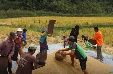 မိုးဗြဲတွင် မိုးစပါးစိုက်ပျိုးမှု ထက်ဝက်လျော့နည်း၊ ဆန်ဈေးထပ်တက်မည်ကို စစ်ဘေးရှောင်များ စိုးရိမ်   သတင်းနှင့် မီဒီယာ ကွန်ရက်။ ၂၀၂၆ ခုနှစ်၊ မေလ ၁၄ ရက်။   ရှမ်းပြည်တောင်ပိုင်းနှင့် ကရင်နီပြည်အစပ်၊ ဖယ်ခုံမြို့နယ်၊ မိုးဗြဲမြို့တွင် စစ်ရေးမတည်ငြိမ်မှုနှင့် မြေပြင် အခြေ အနေများကြောင့် လာမည့်မိုးရာသီ စပါးစိုက်ပျိုးမှု လယ်ဧကထောင်နှင့်ချီ၍ ရပ်နားထားရသဖြင့် ဆန်ဈေးနှုန်း များ ထပ်မံမြင့်တက်လာမည်ကို ဒေသတွင်း ခိုလှုံနေသည့် စစ်ဘေးရှောင်များနှင့် ပြည်သူများ စိုးရိမ်နေကြသည်။   မိုးဗြဲမြို့၊ ဘီလူးချောင်းဘေး အနီးတစ်ဝိုက် ပတ်ပတ်လည်ရှိ လယ်ကွင်းများနှင့် ဘီလူးချောင်း အနောက်ဘက် ခြမ်းရှိ နောင်ခိုက်၊ လက်ပံကွင်း၊ စပါးကွင်းတို့တွင် လယ်ဧကတစ်ထောင်ကျော် ရှိသော်လည်း ယခုနှစ်တွင် မိုးစပါးစိုက်ပျိုးသူ ထက်ဝက်ကျော်ခန့် လျော့နည်းသွားခြင်း ဖြစ်ပြီး လက်ရှိအချိန်အထိ စိုက်ပျိုးသူ မရှိသ လောက် နည်းပါးနေဆဲ ဖြစ်သည်။   မိုးဗြဲမြို့အတွင်း ခိုလှုံနေသည့် စစ်ဘေးရှောင် ပြည်သူတစ်ဦးက ကြုံတွေ့နေရသည့် မြေပြင်အခြေအနေနှင့် ပတ်သက်၍ ယခုကဲ့သို့ ပြောသည်။   “လယ်ထဲဆင်းရင် တဝုန်းဝုန်းနဲ့ ဘယ်ချိန်ကျလာမလဲ မသိဘူး။ အသက်နဲ့ရင်းရတော့ စိုက်မယ့်လူ မရှိတော့ဘူး။ တချို့လည်း စိုက်ကြတယ်။ မကြောက်တတ်တဲ့လူ နည်းနည်းပါးပါးပေါ့။”   အလားတူ ဘီလူးချောင်း အရှေ့ဘက်ခြမ်းရှိ လယ်ကွင်းများမှာ စစ်တပ် လက်အောက်ခံ တပ်စခန်းများနှင့် နီးကပ် နေခြင်း၊ မိုးဗြဲဆည်မှ စိုက်ပျိုးရေရရှိနိုင်မှု အာမခံချက်မရှိခြင်း၊ ဒေသခံအများစု စစ်ဘေးရှောင်နေရခြင်းတို့အပြင် ဓာတ်မြေဩဇာ၊ ပိုးသတ်ဆေးနှင့် စက်သုံးဆီ ဈေးနှုန်းများ ၃ ဆခန့်အထိ မြင့်တက်လာခြင်းတို့ကြောင့် တောင်သူ များ မိုးစပါး မစိုက်ပျိုးနိုင်ကြခြင်း ဖြစ်သည်။   ထို့ပြင် စစ်တပ်က လယ်ကွင်းအတွင်း သွားရောက်သည့် တောင်သူများကို လုံခြုံရေးအကြောင်းပြ ပိတ်ပင်ခြင်း၊ ဒရုန်းများဖြင့် စောင့်ကြည့်ခြင်း၊ လယ်ကွင်းအချို့တွင် မြေမြုပ်မိုင်းအန္တရာယ်များ ရှိနေခြင်းနှင့် တောင်သူအချို့ ပေါ်တာဆွဲခံရခြင်းတို့ကြောင့် တောင်သူများ လယ်ယာလုပ်ငန်းခွင်သို့ မဆင်းရဲကြကြောင်း စစ်ဘေးရှောင်များက ပြောသည်။   မိုးဗြဲဒေသ၏ အနာဂတ် စားနပ်ရိက္ခာအခြေအနေအပေါ် ဒေသတွင်း စစ်ဘေးရှောင်အရေး ကူညီဆောင်ရွက်ပေး နေသူ တစ်ဦးကလည်း ယခုကဲ့သို့ သုံးသပ်ပြောဆိုသည်။   “မိုးဗြဲဆိုတာ ဆန်တအားထွက်တဲ့ ဒေသပဲလေ။ ဒီလိုနေရာတောင် မစိုက်နိုင်ဘူးဆိုတော့ လာမယ့်နှစ် ဆန်ဈေးကိုပဲ ခန့်မှန်းလို့ရနေပြီ။ အလုပ်သမားလည်း ခေါ်ရခက်တယ်လို့ ပြောနေကြတာပဲ။ စိုက်တဲ့သူလည်း ခုက အကုန်မရောက်သေးဘူးလေ။ ဒီမိုးရာသီ နည်းနည်းငြိမ်ရင်တော့ တော်တော်များများ ပြန်လာကြမှာပါ။”   မိုးဗြဲမြို့တွင် ရှမ်းမလေး၊ မနောသုခ၊ မနောနီ၊ ကောက်ညင်းဆန်၊ တောင်ယာဆန်နှင့် ဒေသထွက် ရှမ်းဆန်များကို အဓိက စိုက်ပျိုးကြပြီး လက်ရှိ မြေပြင်ပေါက်ဈေးအရ ဆန်တစ်အိတ်လျှင် ပျှမ်းမျှ မြန်မာကျပ်ငွေ ၁၆၀,၀၀၀ ဝန်းကျင်အထိ ရှိနေကြောင်း ဒေသခံများက ပြောသည်။   #မိုးဗြဲမြို့ #မိုးစပါး #စစ်ဘေးရှောင်  