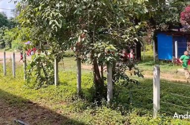 ရှမ်း-ကရင်နီအစပ်တွင် စစ်အုပ်စု လေကြောင်းမှ ဆက်တိုက်ဗုံးကြဲ၍ ပြည်သူများ စိုးရိမ်ထိတ်လန့်နေ သတင်းနှင့် မီဒီယာ ကွန်ရက်။ ၂၀၂၆ ခုနှစ်၊ စက်တင်ဘာလ ၁၆ ရက်။ ရှမ်း-ကရင်နီနယ်စပ် မိုးဗြဲ-နန်းမယ်ခုံ-ဒီးမော့ဆို လမ်းကြောင်းတစ်လျှောက် စစ်အုပ်စုတပ်က စစ်ကြောင်းထိုး လာပြီးနောက် အရပ်သားများနေထိုင်ရာ ကျေးရွာများအထိ လေကြောင်းနှင့် ဒရုန်းများအသုံးပြုကာ ဆက်တိုက် ဗုံးကြဲ တိုက်ခိုက်နေသဖြင့် ဒေသခံပြည်သူများနှင့် စစ်ဘေးရှောင်များမှာ လုံခြုံရေးအတွက် စိုးရိမ်နေကြသည်။ ထိုသို့ လေကြောင်းရန် စိုးရိမ်ရသည့် အခြေအနေများကြောင့် ဒီးမော့ဆိုမြို့နယ် အနောက်ဘက်ခြမ်းရှိ စာသင် ကျောင်းများကို အရေးပေါ် ပိတ်ထားလိုက်ရသည်။ စက်တင်ဘာလ ၁၅ ရက်နေ့ နံနက် ၉ နာရီခွဲဝန်းကျင်တွင်လည်း ဒီးမော့ဆိုမြို့နယ် ပဆေးလာကျေးရွာဘက်သို့ တိုက်ပွဲဖြစ်ပွားခြင်းမရှိဘဲ စစ်အုပ်စုတပ်က ဂျက်ဖိုက်တာ (၂) စီးဖြင့် ဗုံး (၈) လုံးခန့် ကြဲချခဲ့သလို၊ ခလရ (၁၀၂) တပ်ရင်းကလည်း လက်နက်ကြီးများဖြင့် (၅) ကြိမ်ထက်မနည်း ပစ်ခတ်တိုက်ခိုက်ခဲ့သည်။ ထိုသို့ ရုတ်တရက် လေကြောင်းမှ ဝင်ရောက်တိုက်ခိုက်မှုကြောင့် စာမေးပွဲဖြေဆိုနေသည့် စစ်ဘေးရှောင် ကလေး ငယ်များနှင့် ဆရာ၊ ဆရာမများမှာ ဗုံးခိုကျင်းများထဲသို့ ဝင်ရောက်ပုန်းအောင်းခဲ့ကြရသည်။ “လေယာဉ်လာတဲ့အချိန်က ကျောင်းချိန်ဆိုတော့ အသံကြားတာနဲ့ ချက်ချင်း ကလေးတွေကို ဗုံးခိုကျင်းထဲ အရင် ပြေးခိုင်းရတယ်။ ပြီးမှ ခဏပြန်စောင့်ကြ။ လေယာဉ်ကလည်း ပျံတာ အရမ်းနိမ့်နိမ့်လေးပေါ့နော် အရမ်းနီး နီးကပ် ကပ်လေး ပျံတော့ အားလုံး အရမ်းကြောက်ကြတာ။ လေယာဉ်သံ ငြိမ်သွားတာနဲ့ ကလေးတွေ ပြန်ခိုင်း ပြီး ကျောင်းပိတ်ထားလိုက်ရတယ်” ဟု ဒီးမော့ဆို အနောက်ခြမ်းမှ ကျောင်းဆရာမတစ်ဦးက ပြောသည်။ လတ်တလောတွင် စစ်အုပ်စုတပ်သည် မိုးဗြဲမှတစ်ဆင့် နန်းမယ်ခုံမြို့ဘက်သို့ စစ်ကြောင်းထိုးလာနေပြီး ရှေ့ဆက် မတိုးနိုင်သည့်အဆုံး တိုက်ပွဲနှင့်မသက်ဆိုင်သည့် အရပ်သားပစ်မှတ်များကို ရည်ရွယ်ချက်ရှိရှိ တိုက်ခိုက်နေ ကြောင်း ဒေသခံများက ဆိုသည်။ ပြီးခဲ့သည့် စက်တင်ဘာလ ၁၄ ရက်နေ့ ညနေပိုင်းကလည်း နန်းမယ်ခုံမြို့နယ်အတွင်းရှိ ကျေးရွာတစ်ရွာကို အသေခံဒရုန်းဖြင့် တိုက်ခိုက်ခဲ့ရာ အရပ်သားထိခိုက်သေဆုံးမှု ရှိခဲ့သည်။ “ဒီရက်ပိုင်း လေကြောင်းရော၊ ဒရုန်းပါ တော်တော်စိပ်လာတယ်။ အမြဲတမ်းသတိထားနေရတယ်။ ကလေးတွေ အတွက်လည်း စိုးရိမ်ရသလို လူကြီးတွေလည်း တောင်ယာတို့လည်း သွားလို့မရဘူး။ ဘာမှ လုပ်ကိုင် စား သောက်လို့ရမဘူး။ နေ့ရော ညရော အမြဲသတိနဲ့ပဲနေနေရတယ်” ဟု စစ်ရှောင်တစ်ဦးက ပြောသည်။ ဒီးမော့ဆို အနောက်ဘက်ခြမ်းတွင် စစ်အုပ်စုတပ်၏ လက်နက်ကြီးနှင့် လေကြောင်းရန်ကြောင့် ကျောင်းများ မည်သည့်အချိန်တွင် ပြန်လည်ဖွင့်လှစ်နိုင်မည်ကို အတိအကျ မသိရသေးဘဲ စစ်ဘေးရှောင် ပြည်သူများအနေဖြင့် ဗုံးခိုကျင်းများ၌သာ သတိထားနေထိုင်ကြရန် ကူညီရေးအဖွဲ့များက တိုက်တွန်းထားသည်။ ယခု စက်တင်ဘာလအတွင်း စစ်အုပ်စုတပ်၏ လေကြောင်း၊ ဒရုန်းနှင့် လက်နက်ကြီး ပစ်ခတ်မှုများကြောင့် ဒီးမော့ဆို၊ လွိုင်ကော်နှင့် မော်ချီးဒေသ တစ်ကြောတွင် ကလေးငယ်များ အပါအဝင် အရပ်သားပြည်သူ အယောက် (၂၀) နီးပါးခန့် ထိခိုက်သေဆုံးခဲ့ရပြီး ဖြစ်ကြောင်း မြေပြင်သတင်းရင်းမြစ်များက ပြောသည်။ ဓါတ်ပုံ - (ဒီးမော့ဆို အနောက်ဘက်ခြမ်းတွင် စစ်အုပ်စု၏ လေကြောင်းရန်ကြောင့် ဘေးလွတ်ရာသို့ ထွက်ပြေးနေကြရသည့် စစ်ဘေးရှောင် ကလေးငယ်များ။ / Crd) #နန်းမယ်ခုံ #ဒီးမော့ဆို #မိုးဗြဲ