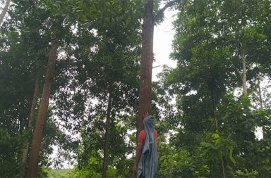 ‘ဦးဆောက်ရိုး၏ အိုအေစစ်ကမ္ဘာ’ သို့မဟုတ် မျိုးဆက်သစ်အပူကို သစ်ပင်ဖြင့် အံတုမည့်သူ သတင်းနှင့်မီဒီယာ ကွန်ရက်အတွက် ဘုဏ်းမြတ်ရွှေရေးသည်။ ၂၀၂၆ ခုနှစ်၊ စက်တင်ဘာလ ၂၉ ရက်။ အရွယ်စုံ အစိမ်းရောင်ထီးများ ဖွင့်ဆောင်းထားသည့်ပမာ ပျဉ်းကတိုး၊ ဒီဒူး (တောင်လက်ပံ)၊ ကြက်မောက်နှင့် ကညောင်း သစ် ပင်များဖြင့် အုံ့ဆိုင်းနေသော ဥယျာဉ်ထဲတွင် နေပျောက် ကျိုးတိုးကျဲတဲသာ ကျလို့နေသည်။ အပူချိန် ၃၄ ဒီဂရီစင်တီဂရိတ် ရှိသည့် တော်သလင်း နေ့လယ်ခင်းကို ဆံပင်တိုတို၊ အသားဖြူဖြူ၊ ကိုယ်ထည် တုတ်တုတ်နှင့် အသက် ၈၀ အရွယ် ဦးဆောက်ရိုးသည် ဝါးကွပ်ပြစ်ပေါ်တွင် သက်တောင့်သက်သာထိုင်၍ ရေနွေးကြမ်းသောက်ရင်း အံတုနေသည်။ ယခုလို ဆူပါအယ်လ်နီညို အစပျိုးနေချိန် ပူပြင်းသည့် ရာသီဥတုကို သက်တောင့်သက်သာ ရင်ဆိုင်နိုင်ရန်နှင့် သန့်ရှင်းလတ်ဆတ်သည့် လေကို ရှုရှိုက်နိုင်ရန် ဦးဆောက်ရိုးတစ်ယောက် ဆယ်စုနှစ် ၃ ခုခန့် ခက်ခက်ခဲခဲ ကျော်လွှားဖြတ်သန်းခဲ့ရသည်။ ဧရာဝတီတိုင်း၊ သာပေါင်းမြို့နယ်၊ ကြက်သွန်ကွင်း-မကျီးဇင်သွား ကားလမ်းဘေး ၂ မိုင်ကျော်ခန့် အကွာရှိ လှေကြီးတက်ကျေးရွာတွင် အကျယ်အဝန်း ၁၅ ဧကခန့်ရှိသည့် အဆိုပါ ဥယျာဉ်ခြံ တည်ရှိသည်။ လုံးပတ် ၂ ပေကျော်ရှိသည့် ကညောင်းပင်ကြီး အရိပ်အောက်တွင် မန်ဂျန်ရှား၊ ကွမ်းသီး၊ သရက်၊ ပိန္နဲနှင့် ငှက်ပျောပင်များ ဝိုင်းပတ်ခြံရံထားသည့် လက်တစ်ဖောင်ကျော်မြင့်သော ခြေတန်ရှည် ဓနိမိုး ထရံကာ တဲအိမ် ငယ်တစ်ခုကိုလည်း မြင်တွေ့ရသည်။ ဦးဆောက်ရိုးသည် သာပေါင်းဒေသခံ အများနည်းတူ သစ်ပင်များကို အပြောင်ရှင်းကာ သီဟိုဠ်စိုက်ပျိုးရန် စိတ်ကူးခဲ့သော်လည်း ဒေသတွင်း ပြောင်းလဲသွားသည့် အခြေအနေများကြောင့် စိုက်ပျိုးမှုပုံစံ ပြောင်းလဲရန် ဆုံးဖြတ်ခဲ့ခြင်းဖြစ်သည်။ ၁၉၈၈ ခုနှစ်တွင် ပုသိမ်-သာပေါင်း ကားလမ်းဖောက်လုပ်ရန် လမ်းအူကြောင်း ရှာဖွေစဉ် လမ်းဧရိယာအတွင်း မလွတ်ကင်းသည့် သစ်ပင်များကို ခုတ်လှဲခဲ့ကြသည်။ ဒေသခံအချို့ကလည်း သီဟိုဠ်ခြံစိုက်ရန် သစ်တောများကို အပြိုင်အဆိုင် ခုတ်ထွင်ရှင်းလင်းခဲ့ကြသည်။ ထို့ပြင် မြေလွတ်မြေလပ်နှင့် မြေရိုင်းများကို ပုဂ္ဂလိကများထံ စစ်တပ်အစိုးရ အဆက်ဆက်က ငှားရမ်းလုပ်ကိုင်ခွင့် ပေးခဲ့ရာ သဘာဝတောများကို အပြောင်ရှင်းခြင်း၊ သစ်အလွန်အကျွံ ခုတ်လှဲထုတ်လုပ်ခြင်းနှင့် မီးသွေးဖုတ် ခြင်းများ ပြုလုပ်ခဲ့ကြသဖြင့် သာပေါင်းဒေသ၏ ပထဝီနှင့် ရာသီဥတု အနေအထား ပြောင်းလဲသွားခဲ့ရသည်။ အပြောင်ရှင်းထားသည့် ကားလမ်းကြီးနှင့်အပြိုင် တောင်ဂတုံးများ၊ ကွင်းပြင်များနှင့် မီးလောင်ငုတ်များက ပထဝီ မြင်ကွင်းကို ပြောင်းလဲစေခဲ့သလို အပင်မရှိသည့် အကျိုးဆက်အဖြစ် အပူဒဏ်ကိုလည်း နှစ်စဉ် ပိုမိုခံစားလာ ကြရသည်။ လှေကြီးတက်ကျေးရွာမှ အသက် ၇၅ နှစ်အရွယ် ကျောင်းဆရာဟောင်းတစ်ဦးက “တနှစ်ထက်တနှစ် ပိုပိုပြီး အပူဒဏ်ကို ခံစားလာကြရတယ်။ လူတိုင်းက ပါးစပ်နဲ့ ငြီးနေချိန်မှာ ဦးဆောက်ရိုးက လက်နဲ့ အနာဂတ်ကို မျှော်ပြီး သစ်ပင်စိုက်နေပြီ၊ တောမပြုန်းအောင် ပြုပြင်ထိန်းသိမ်းနေပြီ။ အရိပ်ရဖို့ နေပူထဲမှာ ပင်ပန်းဆင်း ရဲခံနေတာ” ဟု ပြောသည်။ ဦးဆောက်ရိုးသည် အပြောင်ရှင်းပြီးမှ သီဟိုဠ်စိုက်မည့် အစီအစဉ်ကို ဖျက်၍ သဘာဝတောကို သဘာဝအတိုင်း ရှင်သန်ကြီးထွားစေရန် ပြုစုပျိုးထောင်ရင်း ‘ဆောက်ရိုး၏ အိုအေစစ်ကမ္ဘာ’ ကို တည်ဆောက်ရန် သန္နိဋ္ဌာန်ချခဲ့ သည်။ “ကျုပ်ရဲ့ လက်ကျန်သက်တမ်းကို အဟောင်းပြုပြင်ပြီး အသစ်ကို တည်ဆောက်ဖို့ မြှုပ်နှံထားတယ်” ဟု နှစ်ရှည်ပင် စိုက်ပျိုးရသည့် ရည်ရွယ်ချက်ကို ဦးဆောက်ရိုးက ခိုင်ခိုင်မာမာ ပြောသည်။ အဆိုပါ ဥယျာဉ်အတွင်း သဘာဝအတိုင်း ပေါက်ရောက်နေသည့် လုံးပတ် ၃ ပေမှ ၃ ပေခွဲအထိရှိသော အမျိုးစုံ သစ်ပင်ကြီးပေါင်း ၁၄၀ ခန့်နှင့် ထပ်မံပြုစုထားသည့် ထွာဆိုင်ခန့် မန်ဂျန်ရှားအပါအဝင် နှစ်ရှည်ပင်ပျိုပေါင်း ၂၀၀ ကျော် ရှိသည်။ ထို့ပြင် တဲပတ်ချာလည် မြေ ၁ ဧကပေါ်တွင် ၆ ပေစီခြား၍ စိုက်ပျိုးထားသည့် လုံးပတ် ၁ ပေခွဲခန့်ရှိ မန်ဂျန်ရှား အပင်ပေါင်း ၁,၂၀၀ ခန့်လည်း ရှိနေသည်။ စိုက်ပျိုးရေးနိုင်ငံဖြစ်သည့် မြန်မာနိုင်ငံတွင် စားပင်၊ သီးပင်နှင့် တန်ဖိုးကြီး ကျွန်း၊ ပျဉ်းကတိုး ကဲ့သို့သော အဖိုး တန်သစ်များကို ပြန်လည်ခုတ်ရောင်းရန် ရည်ရွယ်ချက်ဖြင့် စိုက်ပျိုးသူများ ရှိသော်လည်း ဦးဆောက်ရိုးကမူ သစ်ပင်ချစ်စိတ် တစ်ခုတည်းဖြင့် ပြန်လည်ခုတ်ရောင်းရန် ရည်ရွယ်ခြင်းမရှိဘဲ တပိုင်တနိုင် စိုက်ပျိုးနေခြင်း ဖြစ်သည်။ ဦးဆောက်ရိုး ခြံအတွင်းရှိ သဘာဝတောမှ သစ်ပင်ကြီး ၁၄၀ ကျော်ကို ခုတ်ရောင်းပါက သစ်တန် ၃၀ ခန့် ထွက် ရှိနိုင်ပြီး သစ်လုံးအတိုင်း ရောင်းချပါက ငွေကျပ် သိန်း ၄၅၀ နှင့် ခွဲသားအဖြစ် ရောင်းချပါက ကျပ်သိန်း ၉၀၀ ခန့် ရရှိနိုင်ကြောင်း သာပေါင်းမြို့မှ သစ်ကုန်သည်တစ်ဦးက ခန့်မှန်းတွက်ချက်ပြသည်။ သို့သော် ဦးဆောက်ရိုးသည် မိမိနေရာကွက်ကွက်လေးတွင် အရိပ်ရရှိရေးဆိုသည့် လက်တွေ့ကျသည့် ရည်ရွယ် ချက်ဖြင့် နှစ်ရှည်ပင်များကို တကိုယ်ရည် ထိန်းသိမ်းစိုက်ပျိုးနေခြင်း ဖြစ်သည်။ “အစိုးရနဲ့ ဘယ်လူမှုအဖွဲ့အစည်းကိုမှ အားကိုးမျှော်လင့် မနေသင့်ဘူး။ ကိုယ်လုပ်နိုင်သလောက် တစ်ပင်တတ်နိုင် ရင် တစ်ပင်၊ ဆယ်ပင်တတ်နိုင်ရင် ဆယ်ပင် ကိုယ့်ခြံနဲ့ ကိုယ့်ပတ်ဝန်းကျင်အတွက် စိုက်ကြရင် လာမယ့် အနာဂတ် ဆယ်စုနှစ်တခုမှာ အရိပ်ရမယ်၊ အပူဒဏ် သက်သာမယ်” ဟု ဦးဆောက်ရိုးက လှေကြီးတက် ရွာသားများကို လှုံ့ဆော်စကား ပြောသည်။ လက်ရှိတွင် ဦးဆောက်ရိုး ဆယ်စုနှစ် ၃ ခုခန့် ပြုစုပျိုးထောင်ခဲ့သည့် ဥယျာဉ်အတွင်း ကြက်မောက်၊ မအူ၊ လင်း လွန်း၊ လျှော်၊ ဒီးဒူး၊ ထောင်ပိုင်း၊ ကညောင်း၊ ပျဉ်းကတိုး၊ သစ်တို၊ တောင်သရက်နီ၊ တောင်သရက်ဖြူ၊ သစ်ပုတ်၊ မျောက်ငိုနှင့် ရေငန်းပင်တို့ ပေါက်ရောက်နေကြပြီး လျှို၊ မြောင်၊ ချောင်းရိုးတို့အပြင် တစ်နှစ်ပတ်လုံး ရေမခန်း သည့် ရေကန်တစ်ခုပါ ရှိနေသည်။ “ဟိုအရင်ကတော့ နွေမရောက်သေးဘူး ကန်ကရေခန်းသွားပြီ။ ခုတော့ တနှစ်ပတ်လုံး ရေမခန်းတော့ဘူး။ သစ် ပင်တွေက မြေသားနံရံတွေကို ထိန်းပေးထားသလို မြေကို အစိုဓာတ်ရစေတာကြောင့် ပူပေမဲ့ ရေပြန်ထိန်းပြီး သား ဖြစ်သွားတာ” ဟု ဦးဆောက်ရိုးက ရှင်းပြသည်။ ကမ္ဘာပေါ်တွင် တစ်မိနစ်လျှင် ဘောလုံးကွင်းတစ်ကွင်းစာ သစ်တောပြုန်းတီးနေပြီး မြန်မာနိုင်ငံတွင်လည်း တစ်နှစ်ထက်တစ်နှစ် အပူချိန် ၀ ဒသမ ၈ ဒီဂရီစင်တီဂရိတ် ပိုမိုမြင့်တက်လာကြောင်း ပညာရှင်များက သတိပေးထားသည်။ သစ်တောပြုန်းတီးမှုနှင့် ကာဗွန်ထုတ်လွှတ်မှုများကြောင့် မြန်မာနိုင်ငံအပါအဝင် အရှေ့တောင်အာရှဒေသတွင် မိုးခေါင်ရေရှားခြင်းနှင့် အပူဒဏ်လွန်ကဲခြင်းများကို ရင်ဆိုင်နေရသည်။ သစ်တောပညာရှင်များ၏ အဆိုအရ အနှစ် ၃၀ ခန့် သက်တမ်းရှိ သစ်ပင်ကြီးတစ်ပင်သည် တစ်နှစ်လျှင် ကာဗွန်ဒိုင်အောက်ဆိုက် ၁၀ ကိလိုဂရမ်မှ ၄၀ ကိလိုဂရမ်အထိ စုပ်ယူပေးနိုင်ပြီး လူ ၂ ဦးမှ ၄ ဦးအတွက် တစ်နေ့ တာ လိုအပ်သည့် အောက်ဆီဂျင် ကိလိုဂရမ် ၁၀၀ မှ ၁၂၀ အထိ ထုတ်ပေးနိုင်သည်။ ထို့ပြင် ဦးဆောက်ရိုး စိုက်ပျိုးထားသည့် မန်ဂျန်ရှားပင်သည် ပဲမျိုးရင်းဝင် (Fabaceae) အပင်မျိုးစိတ် ဖြစ်သဖြင့် မြေဆီလွှာတွင် နိုက်ထရိုဂျင်ဓာတ် ဖမ်းယူပေးနိုင်ပြီး ကမ္ဘာတစ်ဝန်း သစ်တောပြန်လည်တည်ထောင်ရေး လုပ်ငန်း စဉ်များတွင် အဓိက အသုံးပြုကြသည့် အပင်ဖြစ်သည်။ “သူက အနာဂတ် ဖြေရှင်းနည်းကို သိလို့လုပ်ခဲ့တာ မဟုတ်ဘူး။ ခြုံတွေ၊ နွယ်တွေနဲ့ အပင်ကြပ်၊ အပင်ညပ်တွေ ကြောင့် အပင်တွေ ကြီးထွားမှုနှေးမယ်ဆိုတာလောက်တော့ တောနေသဘာဝအရ သိတယ်။ ဒါကြောင့် လုပ် တာ။ အဲလိုလုပ်တာကပဲ ပညာရှင်တွေရဲ့ အဆိုနဲ့ ကိုက်ညီနေပြီး အနာဂတ်ကို ဖြေရှင်းပြီးသား ဖြစ်သွားတာ” ဟု စိုက်ပျိုးရေးဘွဲ့ရ သစ်ပင်စိုက်ပျိုးသူတစ်ဦးက သုံးသပ်သည်။ လွန်ခဲ့သော ၁၀ နှစ် (၂၀၁၆ ခုနှစ်) က ပြင်းထန်အယ်လ်နီညို ကျရောက်စဉ်က ချောက်နှင့် မကွေးမြို့တို့တွင် အပူချိန် ၄၅ ဒီဂရီစင်တီဂရိတ်အထိ စံချိန်တင် မြင့်တက်ခဲ့ဖူးသည်။ ထိုစဉ်က ကြက်သွန်ကွင်းကျေးရွာတွင် အပူရှပ်သည့် အန္တရာယ်ကြောင့် လူအချို့ သေဆုံးခဲ့ရစဉ် ဦးဆောက်ရိုး သည် သူ၏ မြေးငယ် ၉ ဦးနှင့် သက်ကြီးရွယ်အို ၄ ဦးကို ၎င်း၏ ဥယျာဉ်ခြံအတွင်းသို့ ခေါ်ယူစောင့်ရှောက်ခဲ့ ရသည်။ “ခြံထဲမှာ သစ်ပင်တွေရဲ့ အရိပ်ကြောင့် အပူဒဏ် လျော့ကျကာ လေကောင်းလေသန့်နဲ့ လေပြေလေး တဖြူးဖြူး ရတာကြောင့် လူကြီးတွေကို သက်တောင့်သက်သာ ဖြစ်စေပြီး ကလေးတွေအတွက် ပြေးလွှား ဆော့ကစား စရာ ကစားကွင်းဖြစ်ခဲ့တယ်” ဟု ဦးဆောက်ရိုးက ပြုံး၍ ပြောပြသည်။ မိုးလေဝသပညာရှင်များက လာမည့် ၂၀၂၇ ခုနှစ်တွင် သမိုင်းတစ်လျှောက် အဆိုးရွားဆုံး အယ်လ်နီညိုဖြစ်စဉ်နှင့် ရင်ဆိုင်ရနိုင်ကြောင်း သတိပေးထားချိန်တွင် ဦးဆောက်ရိုးကမူ သူ၏ ဥယျာဉ်ခြံဖြင့် အနာဂတ်အတွက် အဆင် သင့် ပြင်ဆင်ထားပြီး ဖြစ်သည်။ ဦးဆောက်ရိုးသည် ၎င်း၏ လက်ကျန်ဘဝခရီးတွင် သစ်ပင်များကို ပြုစုပျိုးထောင်ရင်း ဆက်လက်နေထိုင်သွားရန် ဆုံးဖြတ်ထားပြီး အဓိဋ္ဌာန်တစ်ရပ်ကို ခိုင်မာစွာ ချမှတ်ထားသည်။ “ဟောဒီ သာပေါင်းနယ်တစ်ထိုးမှာ ဆောက်ရိုးရဲ့ အိုအေစစ် သားစဉ်မြေးမြစ် ပြောထုံးဖြစ်စေရမယ်” ဟု တော် သလင်းလ၏ အပူချိန်ကို အံတု၍ ဦးဆောက်ရိုးက အလေးအနက် ဆိုလိုက်သည်။ ‘ဦးဆောက်ရိုး၏ အိုအေစစ်ကမ္ဘာ’ သို့မဟုတ် မျိုးဆက်သစ်အပူကို သစ်ပင်ဖြင့် အံတုမည့်သူ သတင်းနှင့်မီဒီယာ ကွန်ရက်အတွက် ဘုဏ်းမြတ်ရွှေရေးသည်။ ၂၀၂၆ ခုနှစ်၊ စက်တင်ဘာလ ၂၉ ရက်။ အရွယ်စုံ အစိမ်းရောင်ထီးများ ဖွင့်ဆောင်းထားသည့်ပမာ ပျဉ်းကတိုး၊ ဒီဒူး (တောင်လက်ပံ)၊ ကြက်မောက်နှင့် ကညောင်း သစ် ပင်များဖြင့် အုံ့ဆိုင်းနေသော ဥယျာဉ်ထဲတွင် နေပျောက် ကျိုးတိုးကျဲတဲသာ ကျလို့နေသည်။ အပူချိန် ၃၄ ဒီဂရီစင်တီဂရိတ် ရှိသည့် တော်သလင်း နေ့လယ်ခင်းကို ဆံပင်တိုတို၊ အသားဖြူဖြူ၊ ကိုယ်ထည် တုတ်တုတ်နှင့် အသက် ၈၀ အရွယ် ဦးဆောက်ရိုးသည် ဝါးကွပ်ပြစ်ပေါ်တွင် သက်တောင့်သက်သာထိုင်၍ ရေနွေးကြမ်းသောက်ရင်း အံတုနေသည်။ ယခုလို ဆူပါအယ်လ်နီညို အစပျိုးနေချိန် ပူပြင်းသည့် ရာသီဥတုကို သက်တောင့်သက်သာ ရင်ဆိုင်နိုင်ရန်နှင့် သန့်ရှင်းလတ်ဆတ်သည့် လေကို ရှုရှိုက်နိုင်ရန် ဦးဆောက်ရိုးတစ်ယောက် ဆယ်စုနှစ် ၃ ခုခန့် ခက်ခက်ခဲခဲ ကျော်လွှားဖြတ်သန်းခဲ့ရသည်။ ဧရာဝတီတိုင်း၊ သာပေါင်းမြို့နယ်၊ ကြက်သွန်ကွင်း-မကျီးဇင်သွား ကားလမ်းဘေး ၂ မိုင်ကျော်ခန့် အကွာရှိ လှေကြီးတက်ကျေးရွာတွင် အကျယ်အဝန်း ၁၅ ဧကခန့်ရှိသည့် အဆိုပါ ဥယျာဉ်ခြံ တည်ရှိသည်။ လုံးပတ် ၂ ပေကျော်ရှိသည့် ကညောင်းပင်ကြီး အရိပ်အောက်တွင် မန်ဂျန်ရှား၊ ကွမ်းသီး၊ သရက်၊ ပိန္နဲနှင့် ငှက်ပျောပင်များ ဝိုင်းပတ်ခြံရံထားသည့် လက်တစ်ဖောင်ကျော်မြင့်သော ခြေတန်ရှည် ဓနိမိုး ထရံကာ တဲအိမ် ငယ်တစ်ခုကိုလည်း မြင်တွေ့ရသည်။ ဦးဆောက်ရိုးသည် သာပေါင်းဒေသခံ အများနည်းတူ သစ်ပင်များကို အပြောင်ရှင်းကာ သီဟိုဠ်စိုက်ပျိုးရန် စိတ်ကူးခဲ့သော်လည်း ဒေသတွင်း ပြောင်းလဲသွားသည့် အခြေအနေများကြောင့် စိုက်ပျိုးမှုပုံစံ ပြောင်းလဲရန် ဆုံးဖြတ်ခဲ့ခြင်းဖြစ်သည်။ ၁၉၈၈ ခုနှစ်တွင် ပုသိမ်-သာပေါင်း ကားလမ်းဖောက်လုပ်ရန် လမ်းအူကြောင်း ရှာဖွေစဉ် လမ်းဧရိယာအတွင်း မလွတ်ကင်းသည့် သစ်ပင်များကို ခုတ်လှဲခဲ့ကြသည်။ ဒေသခံအချို့ကလည်း သီဟိုဠ်ခြံစိုက်ရန် သစ်တောများကို အပြိုင်အဆိုင် ခုတ်ထွင်ရှင်းလင်းခဲ့ကြသည်။ ထို့ပြင် မြေလွတ်မြေလပ်နှင့် မြေရိုင်းများကို ပုဂ္ဂလိကများထံ စစ်တပ်အစိုးရ အဆက်ဆက်က ငှားရမ်းလုပ်ကိုင်ခွင့် ပေးခဲ့ရာ သဘာဝတောများကို အပြောင်ရှင်းခြင်း၊ သစ်အလွန်အကျွံ ခုတ်လှဲထုတ်လုပ်ခြင်းနှင့် မီးသွေးဖုတ် ခြင်းများ ပြုလုပ်ခဲ့ကြသဖြင့် သာပေါင်းဒေသ၏ ပထဝီနှင့် ရာသီဥတု အနေအထား ပြောင်းလဲသွားခဲ့ရသည်။ အပြောင်ရှင်းထားသည့် ကားလမ်းကြီးနှင့်အပြိုင် တောင်ဂတုံးများ၊ ကွင်းပြင်များနှင့် မီးလောင်ငုတ်များက ပထဝီ မြင်ကွင်းကို ပြောင်းလဲစေခဲ့သလို အပင်မရှိသည့် အကျိုးဆက်အဖြစ် အပူဒဏ်ကိုလည်း နှစ်စဉ် ပိုမိုခံစားလာ ကြရသည်။ လှေကြီးတက်ကျေးရွာမှ အသက် ၇၅ နှစ်အရွယ် ကျောင်းဆရာဟောင်းတစ်ဦးက “တနှစ်ထက်တနှစ် ပိုပိုပြီး အပူဒဏ်ကို ခံစားလာကြရတယ်။ လူတိုင်းက ပါးစပ်နဲ့ ငြီးနေချိန်မှာ ဦးဆောက်ရိုးက လက်နဲ့ အနာဂတ်ကို မျှော်ပြီး သစ်ပင်စိုက်နေပြီ၊ တောမပြုန်းအောင် ပြုပြင်ထိန်းသိမ်းနေပြီ။ အရိပ်ရဖို့ နေပူထဲမှာ ပင်ပန်းဆင်း ရဲခံနေတာ” ဟု ပြောသည်။ ဦးဆောက်ရိုးသည် အပြောင်ရှင်းပြီးမှ သီဟိုဠ်စိုက်မည့် အစီအစဉ်ကို ဖျက်၍ သဘာဝတောကို သဘာဝအတိုင်း ရှင်သန်ကြီးထွားစေရန် ပြုစုပျိုးထောင်ရင်း ‘ဆောက်ရိုး၏ အိုအေစစ်ကမ္ဘာ’ ကို တည်ဆောက်ရန် သန္နိဋ္ဌာန်ချခဲ့ သည်။ “ကျုပ်ရဲ့ လက်ကျန်သက်တမ်းကို အဟောင်းပြုပြင်ပြီး အသစ်ကို တည်ဆောက်ဖို့ မြှုပ်နှံထားတယ်” ဟု နှစ်ရှည်ပင် စိုက်ပျိုးရသည့် ရည်ရွယ်ချက်ကို ဦးဆောက်ရိုးက ခိုင်ခိုင်မာမာ ပြောသည်။ အဆိုပါ ဥယျာဉ်အတွင်း သဘာဝအတိုင်း ပေါက်ရောက်နေသည့် လုံးပတ် ၃ ပေမှ ၃ ပေခွဲအထိရှိသော အမျိုးစုံ သစ်ပင်ကြီးပေါင်း ၁၄၀ ခန့်နှင့် ထပ်မံပြုစုထားသည့် ထွာဆိုင်ခန့် မန်ဂျန်ရှားအပါအဝင် နှစ်ရှည်ပင်ပျိုပေါင်း ၂၀၀ ကျော် ရှိသည်။ ထို့ပြင် တဲပတ်ချာလည် မြေ ၁ ဧကပေါ်တွင် ၆ ပေစီခြား၍ စိုက်ပျိုးထားသည့် လုံးပတ် ၁ ပေခွဲခန့်ရှိ မန်ဂျန်ရှား အပင်ပေါင်း ၁,၂၀၀ ခန့်လည်း ရှိနေသည်။ စိုက်ပျိုးရေးနိုင်ငံဖြစ်သည့် မြန်မာနိုင်ငံတွင် စားပင်၊ သီးပင်နှင့် တန်ဖိုးကြီး ကျွန်း၊ ပျဉ်းကတိုး ကဲ့သို့သော အဖိုး တန်သစ်များကို ပြန်လည်ခုတ်ရောင်းရန် ရည်ရွယ်ချက်ဖြင့် စိုက်ပျိုးသူများ ရှိသော်လည်း ဦးဆောက်ရိုးကမူ သစ်ပင်ချစ်စိတ် တစ်ခုတည်းဖြင့် ပြန်လည်ခုတ်ရောင်းရန် ရည်ရွယ်ခြင်းမရှိဘဲ တပိုင်တနိုင် စိုက်ပျိုးနေခြင်း ဖြစ်သည်။ ဦးဆောက်ရိုး ခြံအတွင်းရှိ သဘာဝတောမှ သစ်ပင်ကြီး ၁၄၀ ကျော်ကို ခုတ်ရောင်းပါက သစ်တန် ၃၀ ခန့် ထွက် ရှိနိုင်ပြီး သစ်လုံးအတိုင်း ရောင်းချပါက ငွေကျပ် သိန်း ၄၅၀ နှင့် ခွဲသားအဖြစ် ရောင်းချပါက ကျပ်သိန်း ၉၀၀ ခန့် ရရှိနိုင်ကြောင်း သာပေါင်းမြို့မှ သစ်ကုန်သည်တစ်ဦးက ခန့်မှန်းတွက်ချက်ပြသည်။ သို့သော် ဦးဆောက်ရိုးသည် မိမိနေရာကွက်ကွက်လေးတွင် အရိပ်ရရှိရေးဆိုသည့် လက်တွေ့ကျသည့် ရည်ရွယ် ချက်ဖြင့် နှစ်ရှည်ပင်များကို တကိုယ်ရည် ထိန်းသိမ်းစိုက်ပျိုးနေခြင်း ဖြစ်သည်။ “အစိုးရနဲ့ ဘယ်လူမှုအဖွဲ့အစည်းကိုမှ အားကိုးမျှော်လင့် မနေသင့်ဘူး။ ကိုယ်လုပ်နိုင်သလောက် တစ်ပင်တတ်နိုင် ရင် တစ်ပင်၊ ဆယ်ပင်တတ်နိုင်ရင် ဆယ်ပင် ကိုယ့်ခြံနဲ့ ကိုယ့်ပတ်ဝန်းကျင်အတွက် စိုက်ကြရင် လာမယ့် အနာဂတ် ဆယ်စုနှစ်တခုမှာ အရိပ်ရမယ်၊ အပူဒဏ် သက်သာမယ်” ဟု ဦးဆောက်ရိုးက လှေကြီးတက် ရွာသားများကို လှုံ့ဆော်စကား ပြောသည်။ လက်ရှိတွင် ဦးဆောက်ရိုး ဆယ်စုနှစ် ၃ ခုခန့် ပြုစုပျိုးထောင်ခဲ့သည့် ဥယျာဉ်အတွင်း ကြက်မောက်၊ မအူ၊ လင်း လွန်း၊ လျှော်၊ ဒီးဒူး၊ ထောင်ပိုင်း၊ ကညောင်း၊ ပျဉ်းကတိုး၊ သစ်တို၊ တောင်သရက်နီ၊ တောင်သရက်ဖြူ၊ သစ်ပုတ်၊ မျောက်ငိုနှင့် ရေငန်းပင်တို့ ပေါက်ရောက်နေကြပြီး လျှို၊ မြောင်၊ ချောင်းရိုးတို့အပြင် တစ်နှစ်ပတ်လုံး ရေမခန်း သည့် ရေကန်တစ်ခုပါ ရှိနေသည်။ “ဟိုအရင်ကတော့ နွေမရောက်သေးဘူး ကန်ကရေခန်းသွားပြီ။ ခုတော့ တနှစ်ပတ်လုံး ရေမခန်းတော့ဘူး။ သစ် ပင်တွေက မြေသားနံရံတွေကို ထိန်းပေးထားသလို မြေကို အစိုဓာတ်ရစေတာကြောင့် ပူပေမဲ့ ရေပြန်ထိန်းပြီး သား ဖြစ်သွားတာ” ဟု ဦးဆောက်ရိုးက ရှင်းပြသည်။ ကမ္ဘာပေါ်တွင် တစ်မိနစ်လျှင် ဘောလုံးကွင်းတစ်ကွင်းစာ သစ်တောပြုန်းတီးနေပြီး မြန်မာနိုင်ငံတွင်လည်း တစ်နှစ်ထက်တစ်နှစ် အပူချိန် ၀ ဒသမ ၈ ဒီဂရီစင်တီဂရိတ် ပိုမိုမြင့်တက်လာကြောင်း ပညာရှင်များက သတိပေးထားသည်။ သစ်တောပြုန်းတီးမှုနှင့် ကာဗွန်ထုတ်လွှတ်မှုများကြောင့် မြန်မာနိုင်ငံအပါအဝင် အရှေ့တောင်အာရှဒေသတွင် မိုးခေါင်ရေရှားခြင်းနှင့် အပူဒဏ်လွန်ကဲခြင်းများကို ရင်ဆိုင်နေရသည်။ သစ်တောပညာရှင်များ၏ အဆိုအရ အနှစ် ၃၀ ခန့် သက်တမ်းရှိ သစ်ပင်ကြီးတစ်ပင်သည် တစ်နှစ်လျှင် ကာဗွန်ဒိုင်အောက်ဆိုက် ၁၀ ကိလိုဂရမ်မှ ၄၀ ကိလိုဂရမ်အထိ စုပ်ယူပေးနိုင်ပြီး လူ ၂ ဦးမှ ၄ ဦးအတွက် တစ်နေ့ တာ လိုအပ်သည့် အောက်ဆီဂျင် ကိလိုဂရမ် ၁၀၀ မှ ၁၂၀ အထိ ထုတ်ပေးနိုင်သည်။ ထို့ပြင် ဦးဆောက်ရိုး စိုက်ပျိုးထားသည့် မန်ဂျန်ရှားပင်သည် ပဲမျိုးရင်းဝင် (Fabaceae) အပင်မျိုးစိတ် ဖြစ်သဖြင့် မြေဆီလွှာတွင် နိုက်ထရိုဂျင်ဓာတ် ဖမ်းယူပေးနိုင်ပြီး ကမ္ဘာတစ်ဝန်း သစ်တောပြန်လည်တည်ထောင်ရေး လုပ်ငန်း စဉ်များတွင် အဓိက အသုံးပြုကြသည့် အပင်ဖြစ်သည်။ “သူက အနာဂတ် ဖြေရှင်းနည်းကို သိလို့လုပ်ခဲ့တာ မဟုတ်ဘူး။ ခြုံတွေ၊ နွယ်တွေနဲ့ အပင်ကြပ်၊ အပင်ညပ်တွေ ကြောင့် အပင်တွေ ကြီးထွားမှုနှေးမယ်ဆိုတာလောက်တော့ တောနေသဘာဝအရ သိတယ်။ ဒါကြောင့် လုပ် တာ။ အဲလိုလုပ်တာကပဲ ပညာရှင်တွေရဲ့ အဆိုနဲ့ ကိုက်ညီနေပြီး အနာဂတ်ကို ဖြေရှင်းပြီးသား ဖြစ်သွားတာ” ဟု စိုက်ပျိုးရေးဘွဲ့ရ သစ်ပင်စိုက်ပျိုးသူတစ်ဦးက သုံးသပ်သည်။ လွန်ခဲ့သော ၁၀ နှစ် (၂၀၁၆ ခုနှစ်) က ပြင်းထန်အယ်လ်နီညို ကျရောက်စဉ်က ချောက်နှင့် မကွေးမြို့တို့တွင် အပူချိန် ၄၅ ဒီဂရီစင်တီဂရိတ်အထိ စံချိန်တင် မြင့်တက်ခဲ့ဖူးသည်။ ထိုစဉ်က ကြက်သွန်ကွင်းကျေးရွာတွင် အပူရှပ်သည့် အန္တရာယ်ကြောင့် လူအချို့ သေဆုံးခဲ့ရစဉ် ဦးဆောက်ရိုး သည် သူ၏ မြေးငယ် ၉ ဦးနှင့် သက်ကြီးရွယ်အို ၄ ဦးကို ၎င်း၏ ဥယျာဉ်ခြံအတွင်းသို့ ခေါ်ယူစောင့်ရှောက်ခဲ့ ရသည်။ “ခြံထဲမှာ သစ်ပင်တွေရဲ့ အရိပ်ကြောင့် အပူဒဏ် လျော့ကျကာ လေကောင်းလေသန့်နဲ့ လေပြေလေး တဖြူးဖြူး ရတာကြောင့် လူကြီးတွေကို သက်တောင့်သက်သာ ဖြစ်စေပြီး ကလေးတွေအတွက် ပြေးလွှား ဆော့ကစား စရာ ကစားကွင်းဖြစ်ခဲ့တယ်” ဟု ဦးဆောက်ရိုးက ပြုံး၍ ပြောပြသည်။ မိုးလေဝသပညာရှင်များက လာမည့် ၂၀၂၇ ခုနှစ်တွင် သမိုင်းတစ်လျှောက် အဆိုးရွားဆုံး အယ်လ်နီညိုဖြစ်စဉ်နှင့် ရင်ဆိုင်ရနိုင်ကြောင်း သတိပေးထားချိန်တွင် ဦးဆောက်ရိုးကမူ သူ၏ ဥယျာဉ်ခြံဖြင့် အနာဂတ်အတွက် အဆင် သင့် ပြင်ဆင်ထားပြီး ဖြစ်သည်။ ဦးဆောက်ရိုးသည် ၎င်း၏ လက်ကျန်ဘဝခရီးတွင် သစ်ပင်များကို ပြုစုပျိုးထောင်ရင်း ဆက်လက်နေထိုင်သွားရန် ဆုံးဖြတ်ထားပြီး အဓိဋ္ဌာန်တစ်ရပ်ကို ခိုင်မာစွာ ချမှတ်ထားသည်။ “ဟောဒီ သာပေါင်းနယ်တစ်ထိုးမှာ ဆောက်ရိုးရဲ့ အိုအေစစ် သားစဉ်မြေးမြစ် ပြောထုံးဖြစ်စေရမယ်” ဟု တော် သလင်းလ၏ အပူချိန်ကို အံတု၍ ဦးဆောက်ရိုးက အလေးအနက် ဆိုလိုက်သည်။